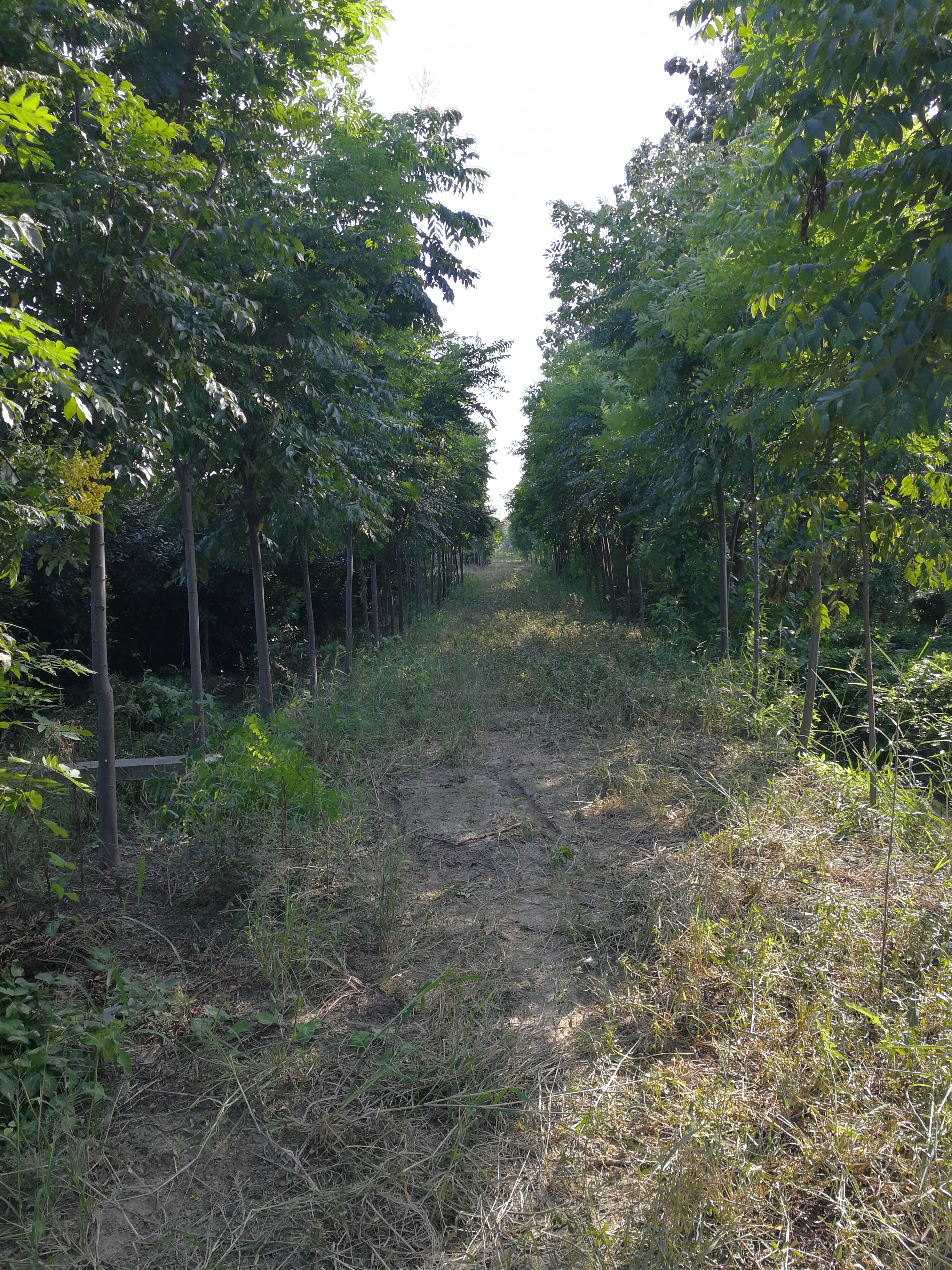 黄山栾树图片