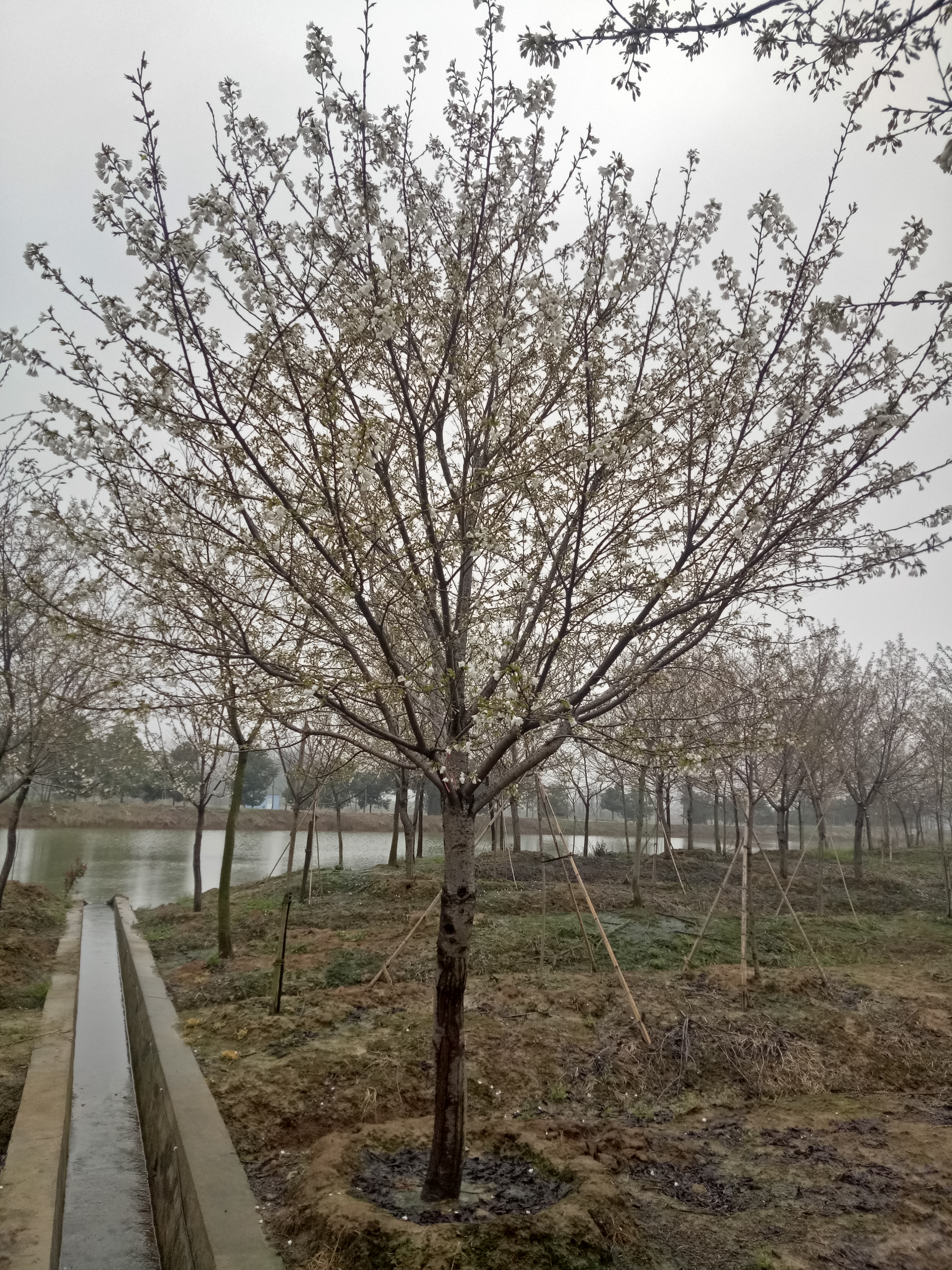 樱花图片
