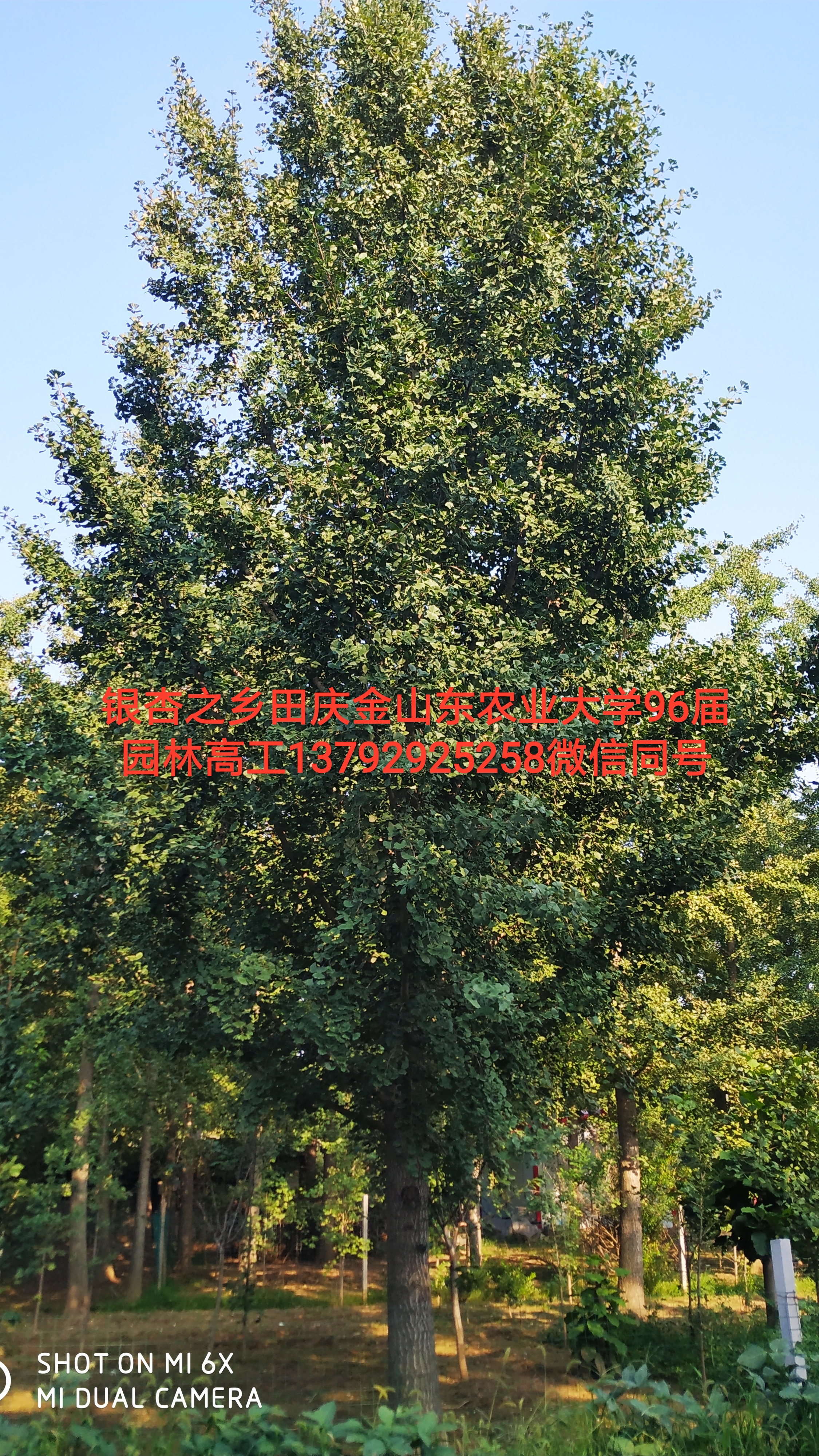 银杏图片