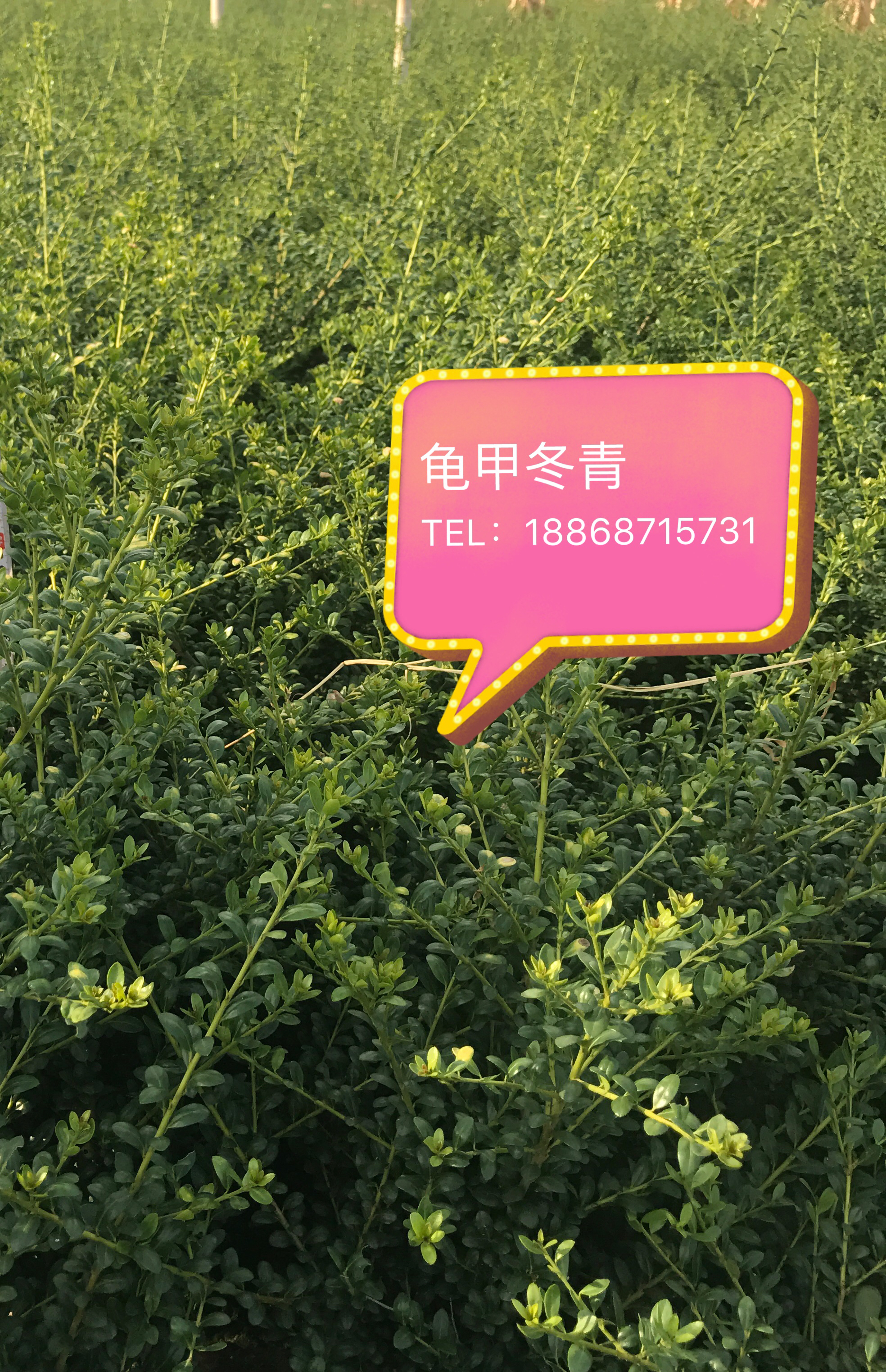 龟甲冬青图片