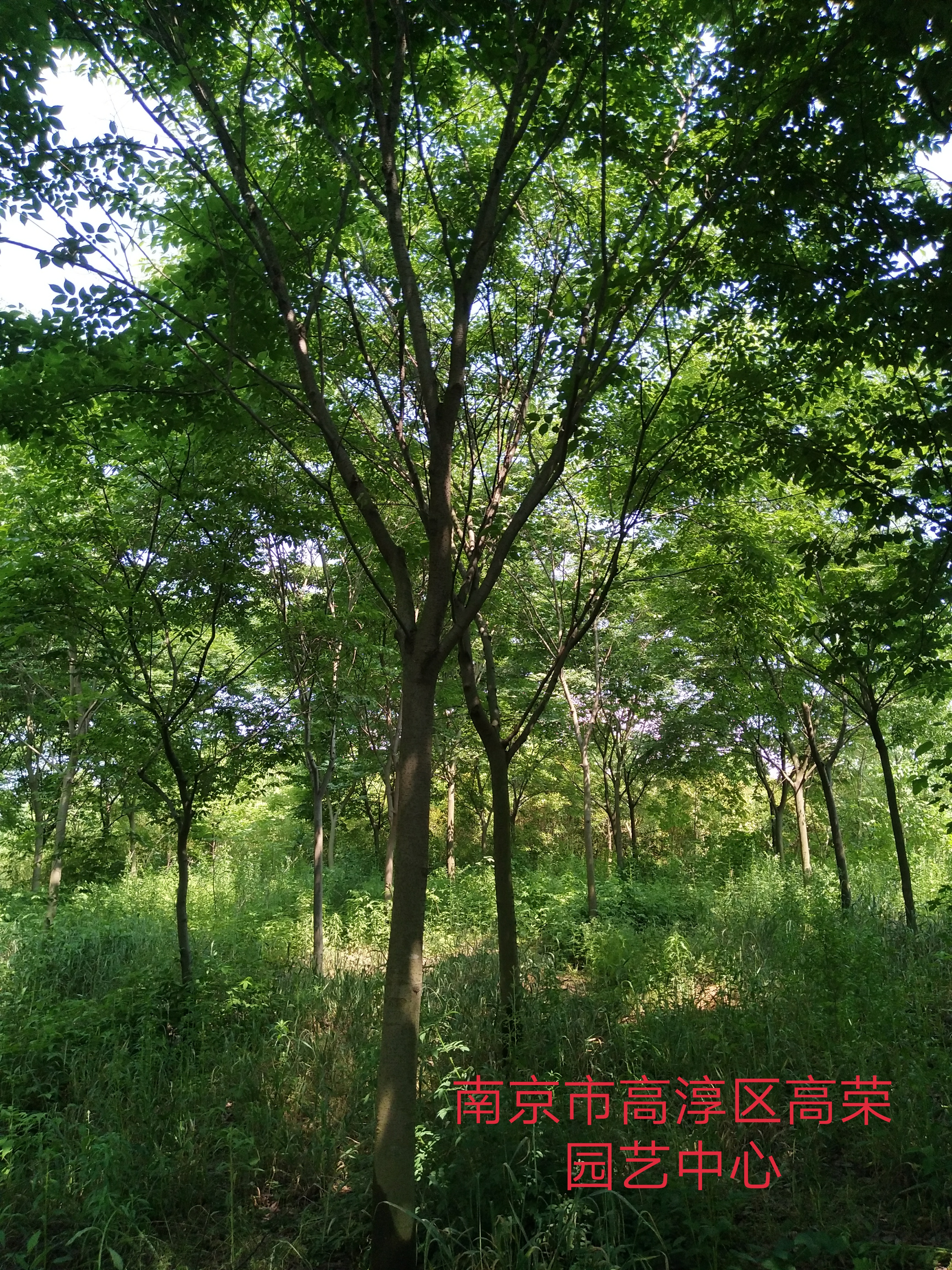 榉树图片