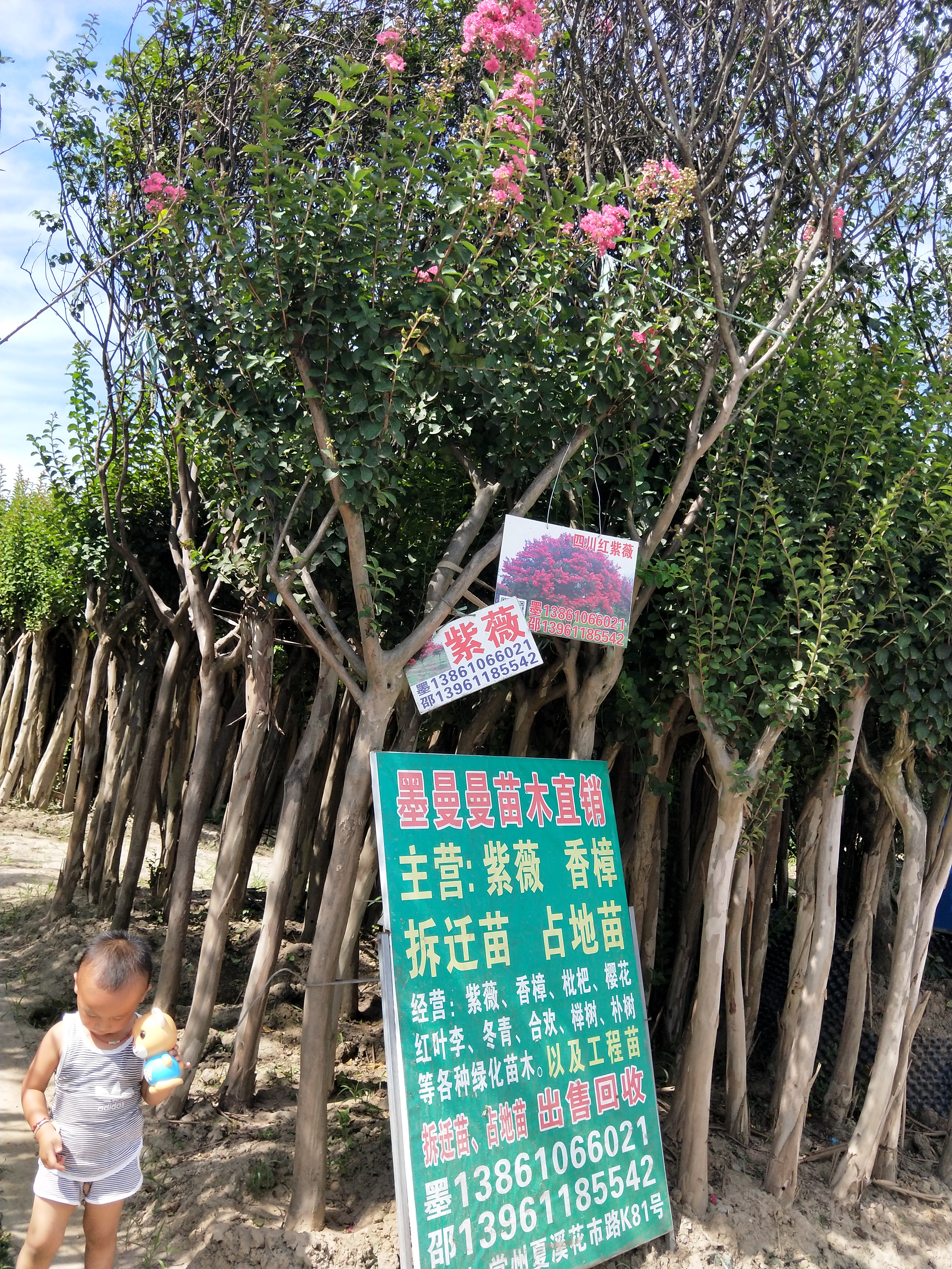 紫薇图片