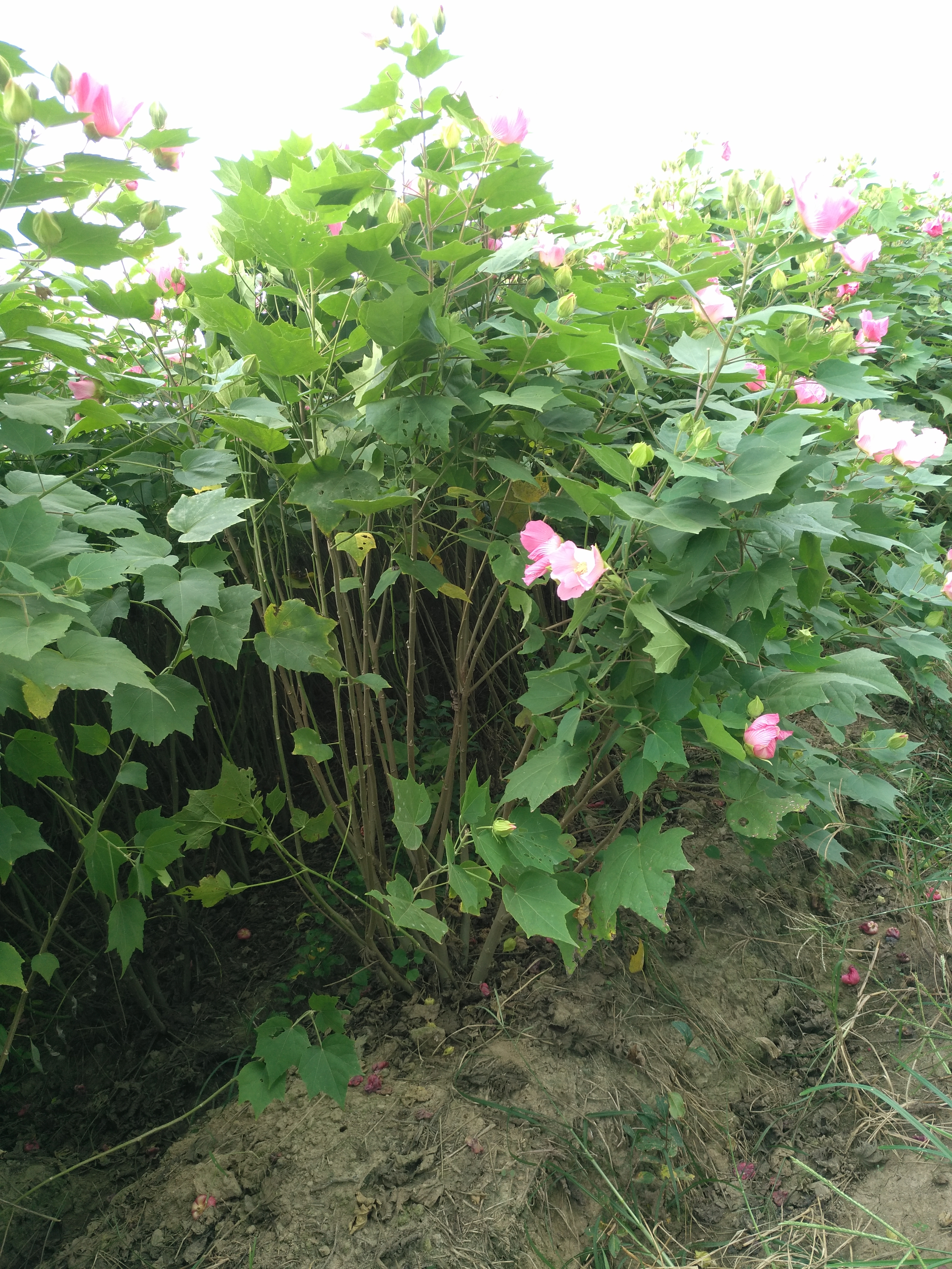 木芙蓉图片