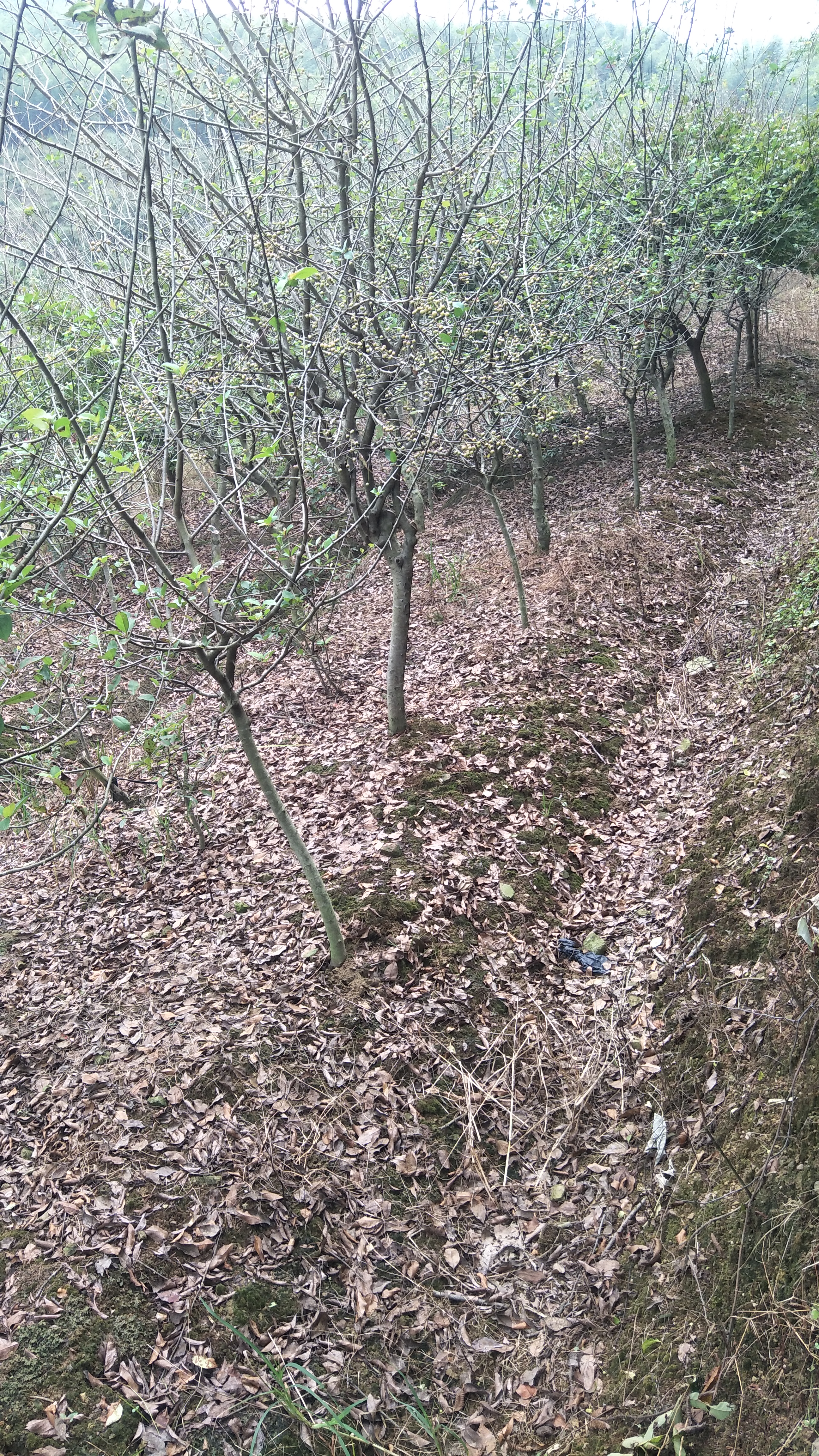 垂丝海棠图片