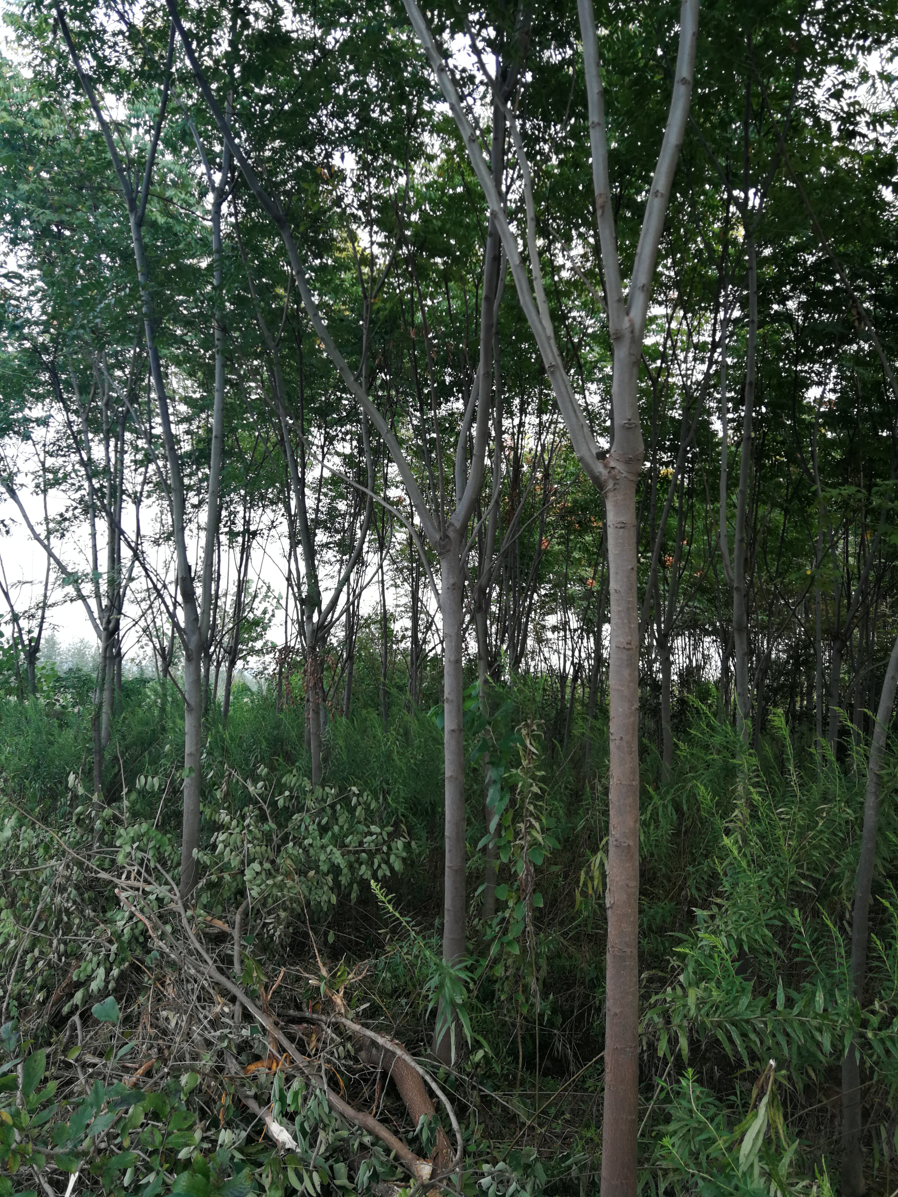 黄山栾树图片
