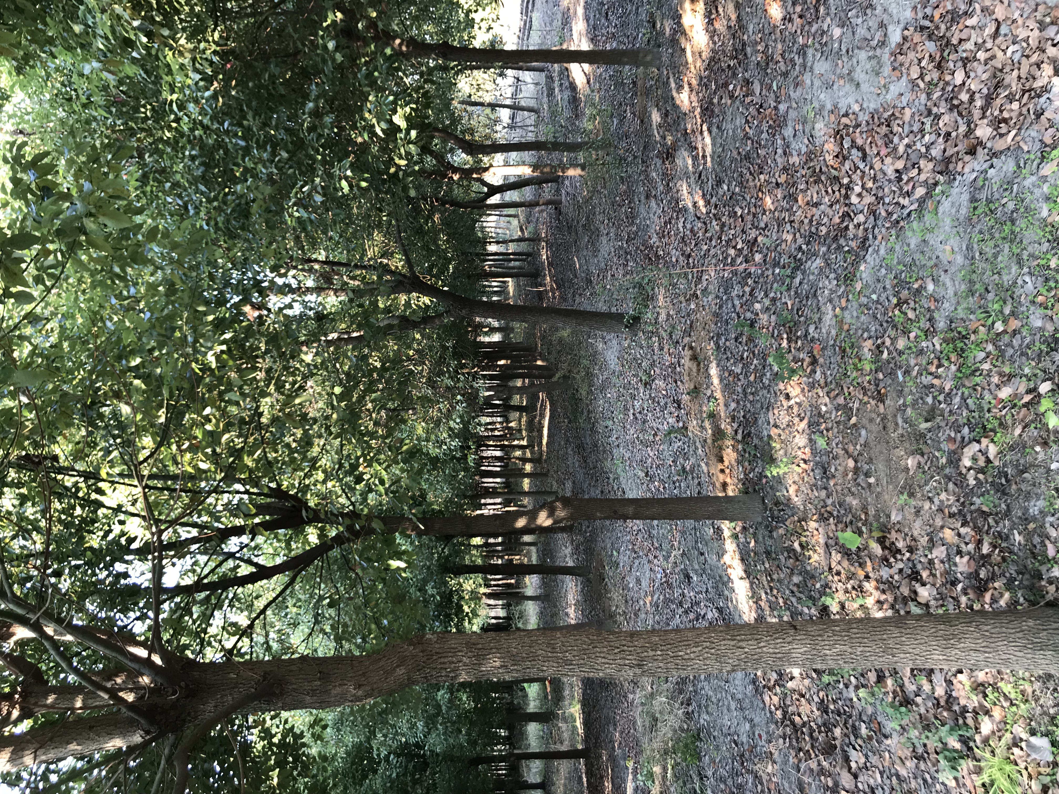 香樟图片