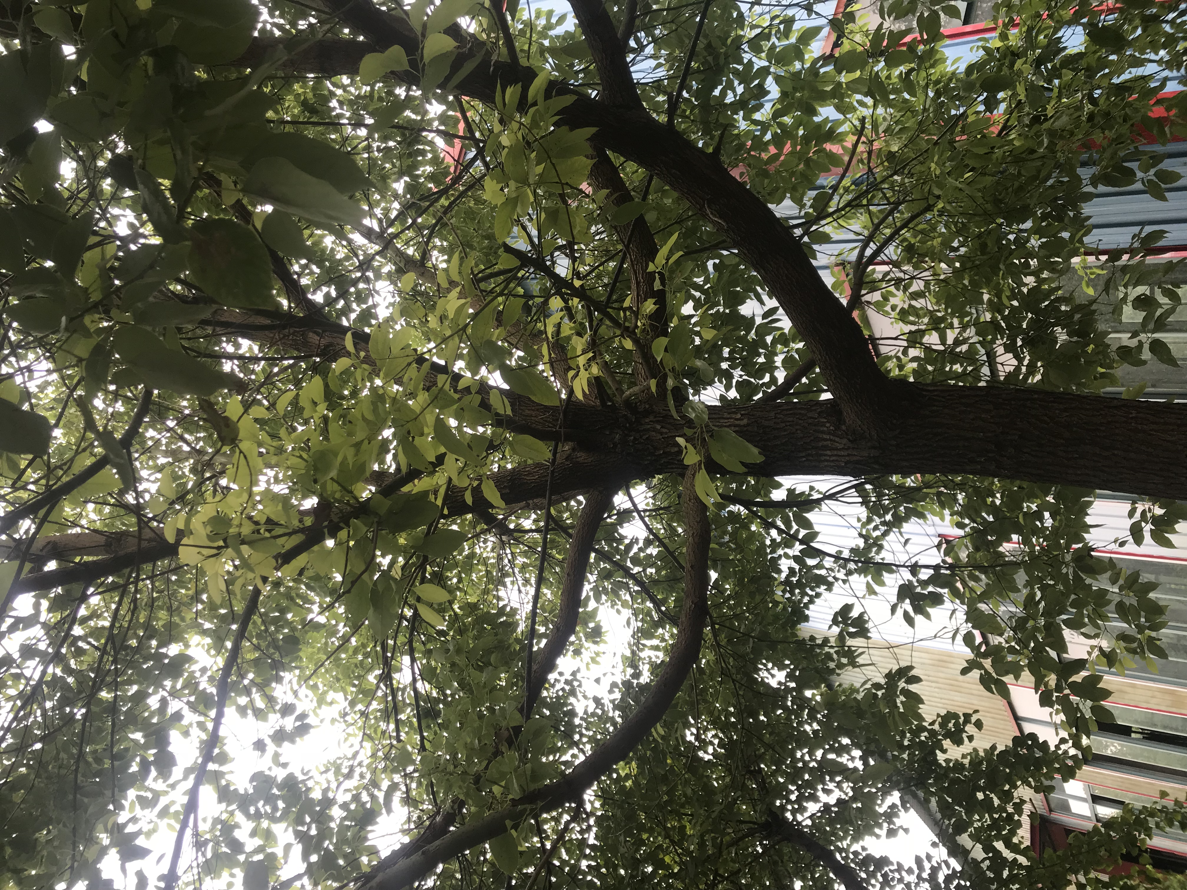 香樟图片