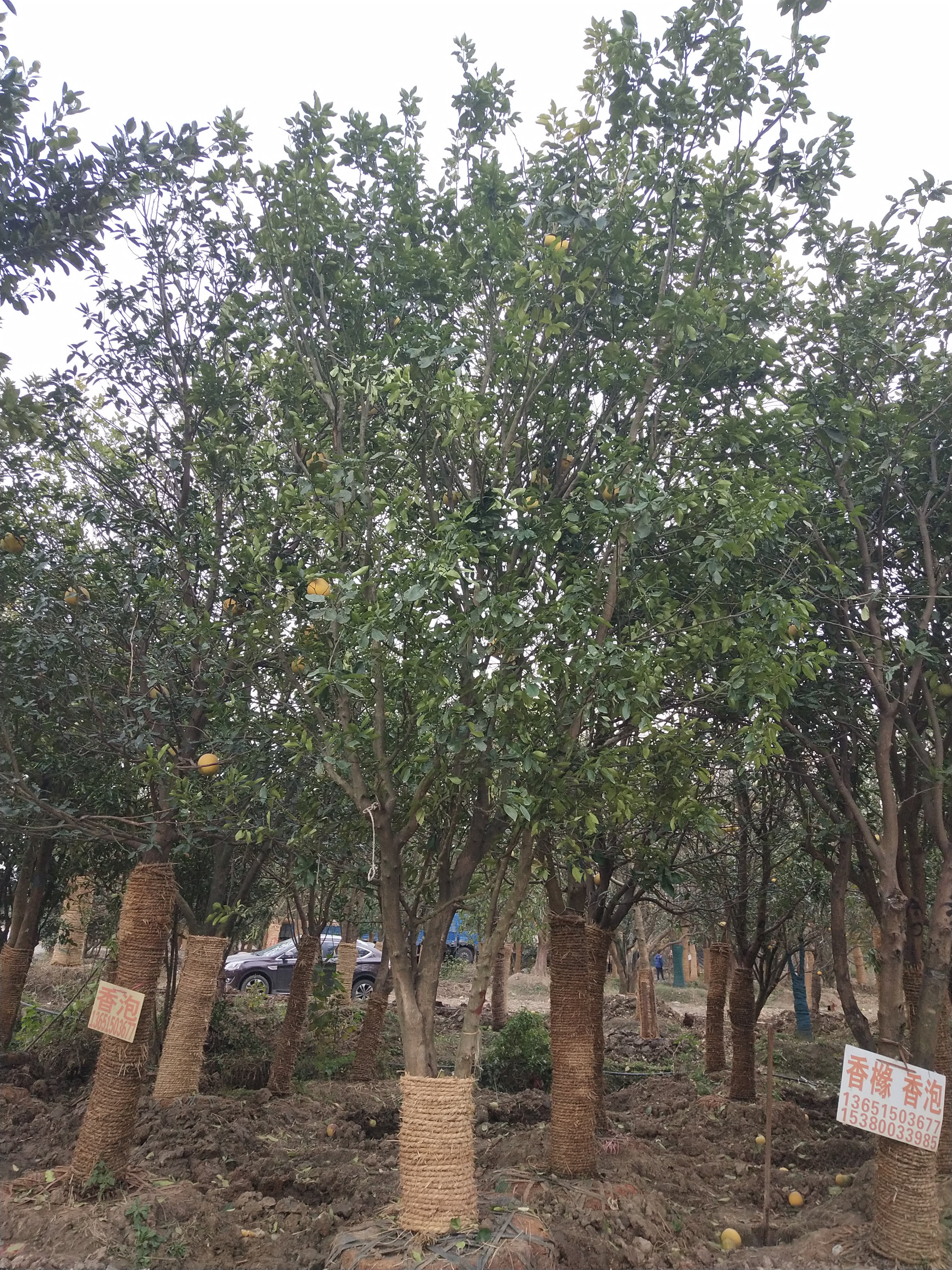 移植香泡图片