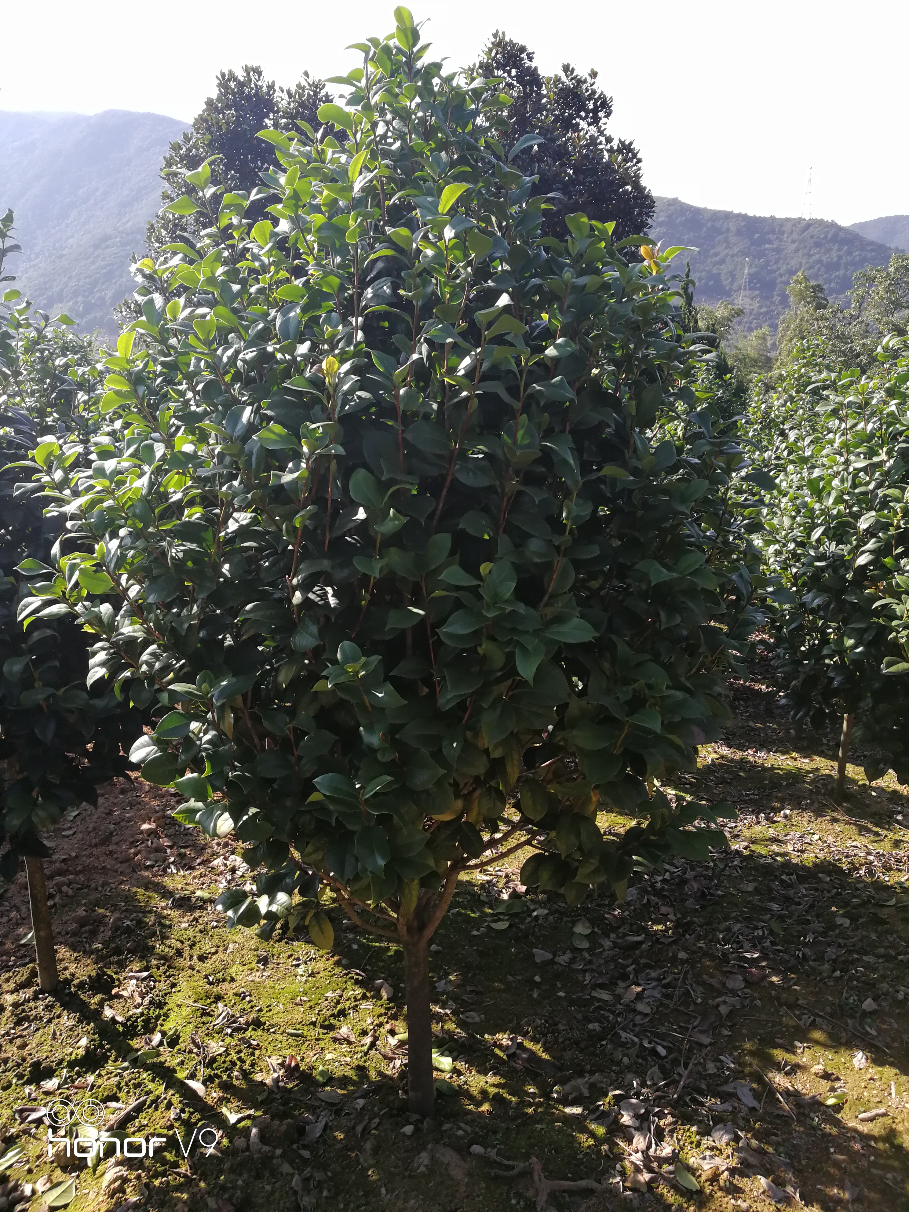 红露珍茶花图片