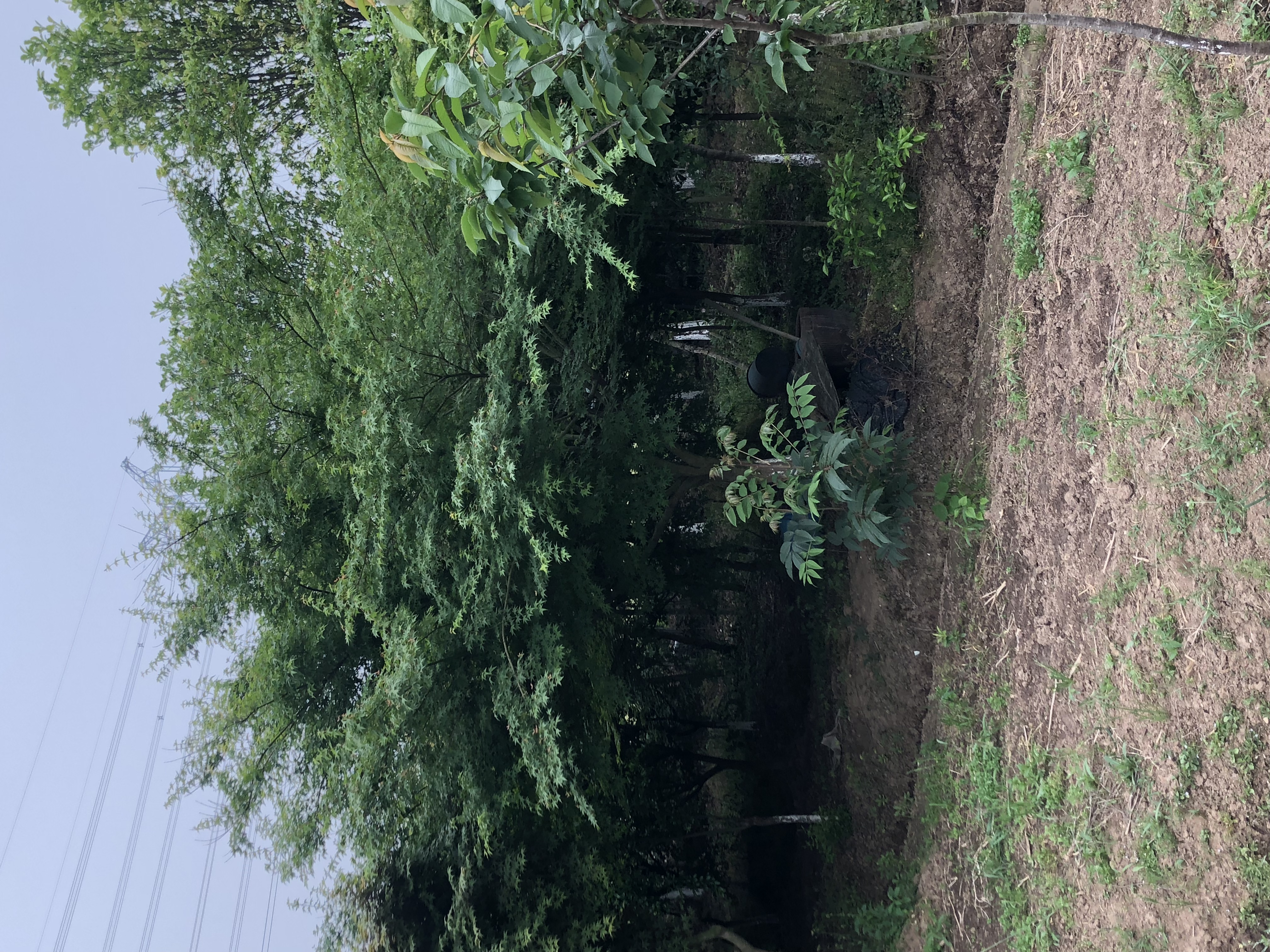 鸡爪槭图片