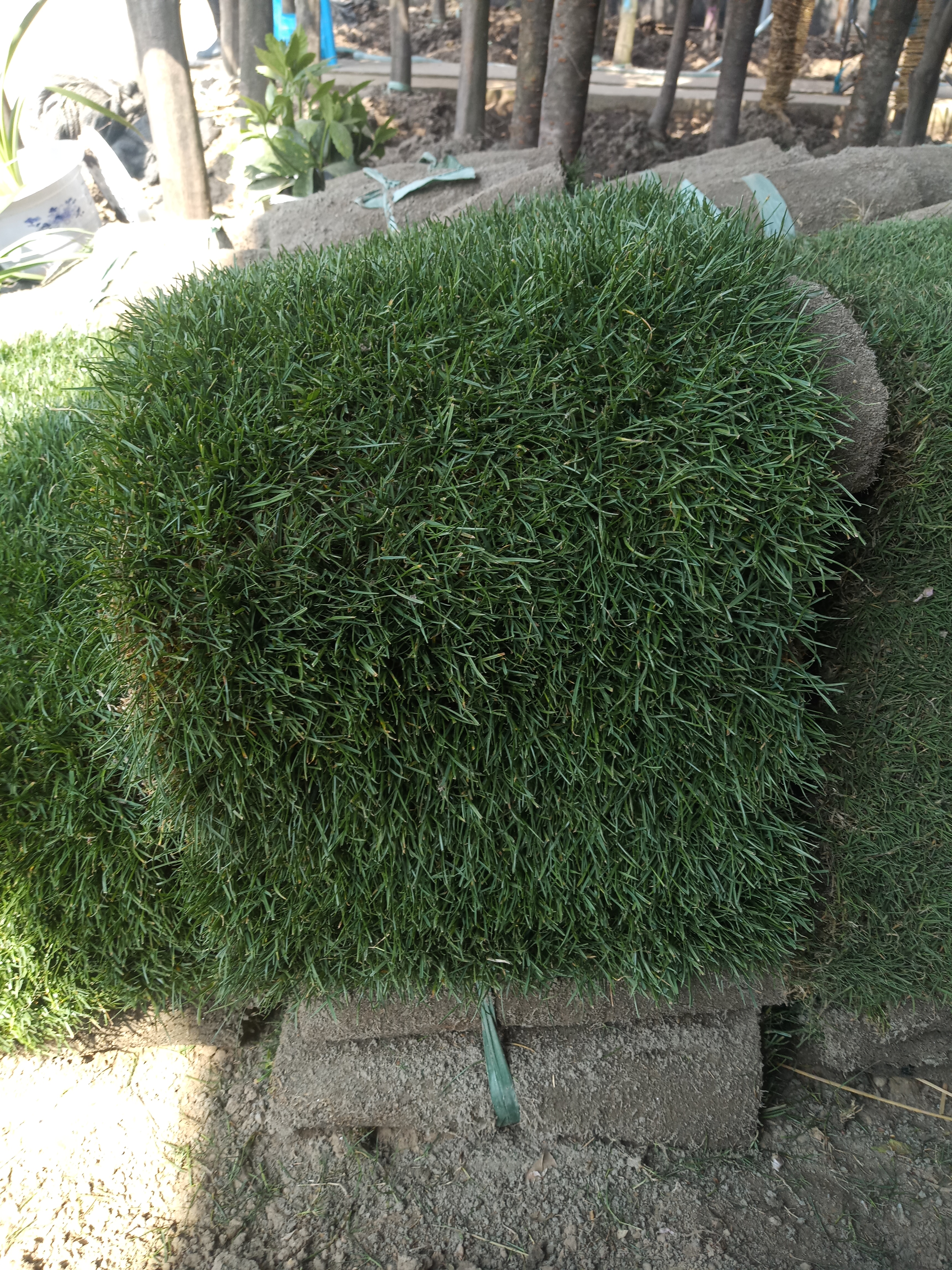 黑麦草+果岭草图片