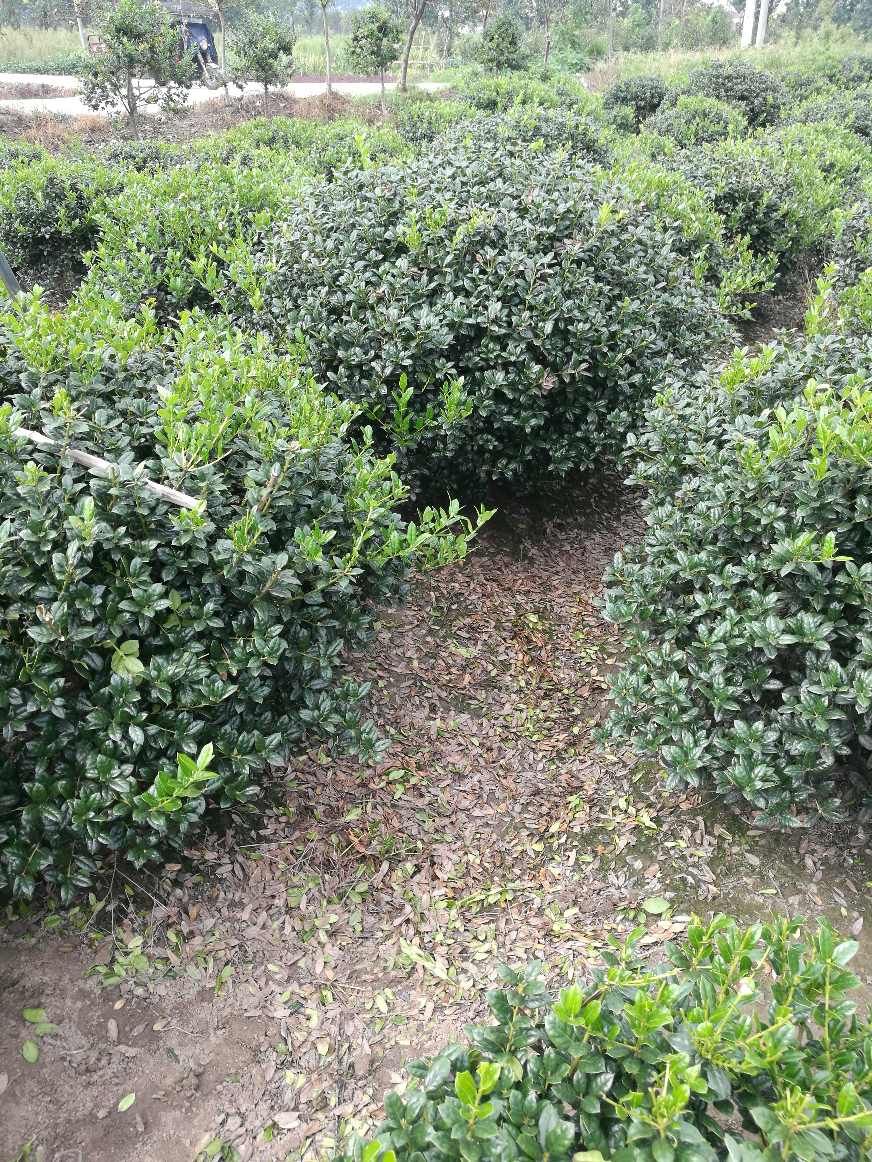无刺构骨图片