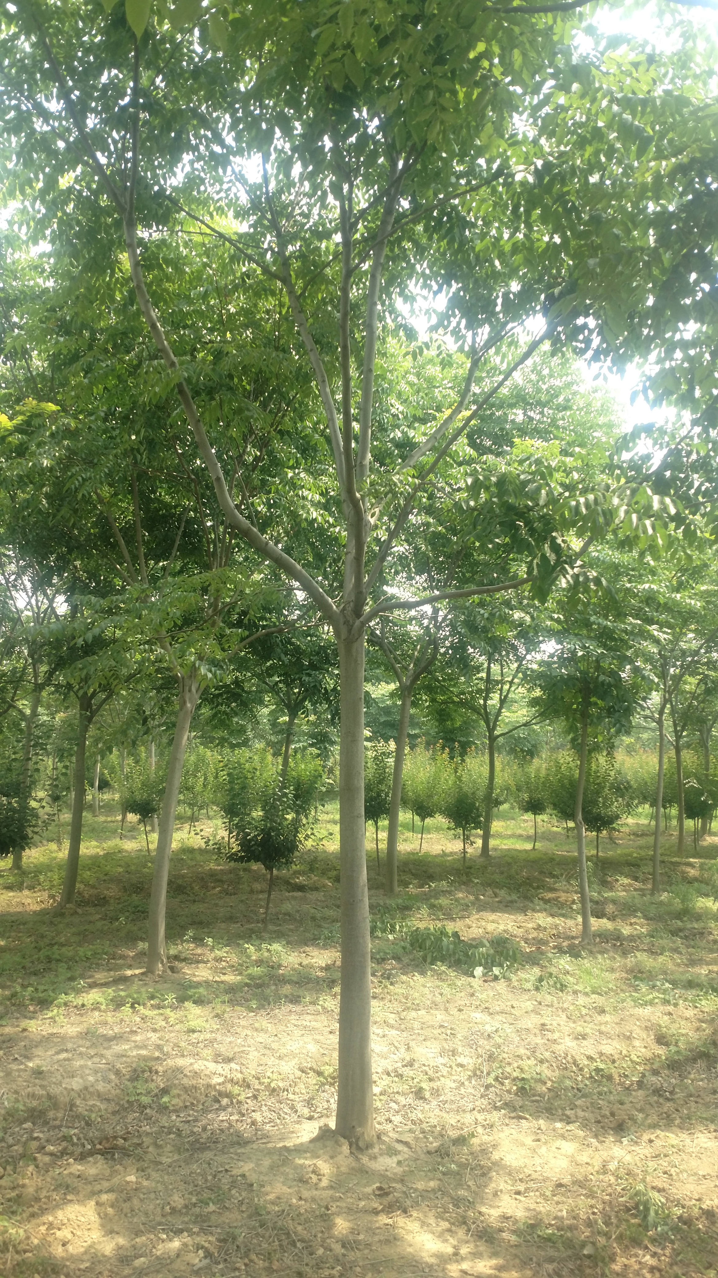 黄山栾树图片