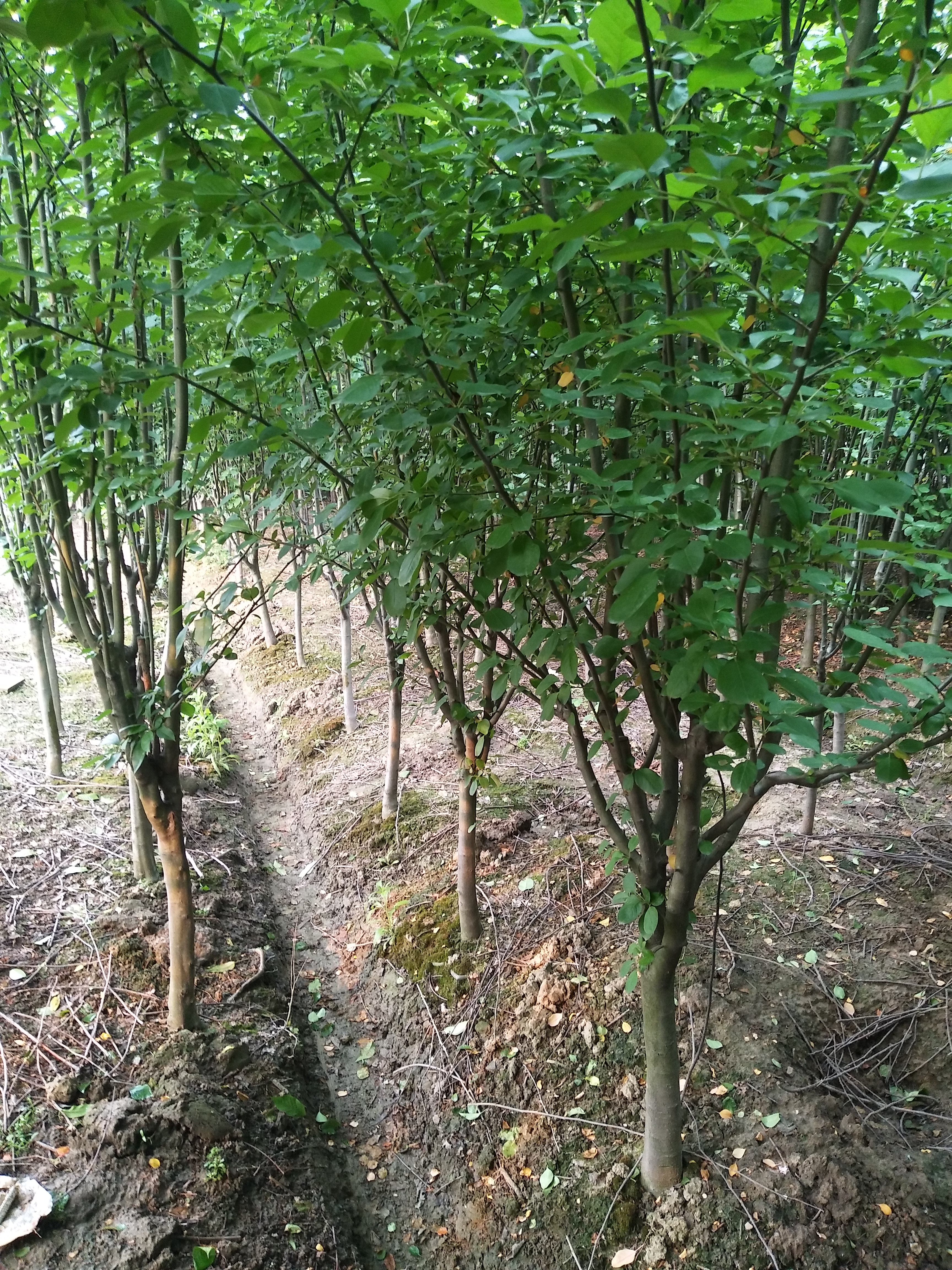 西府海棠图片