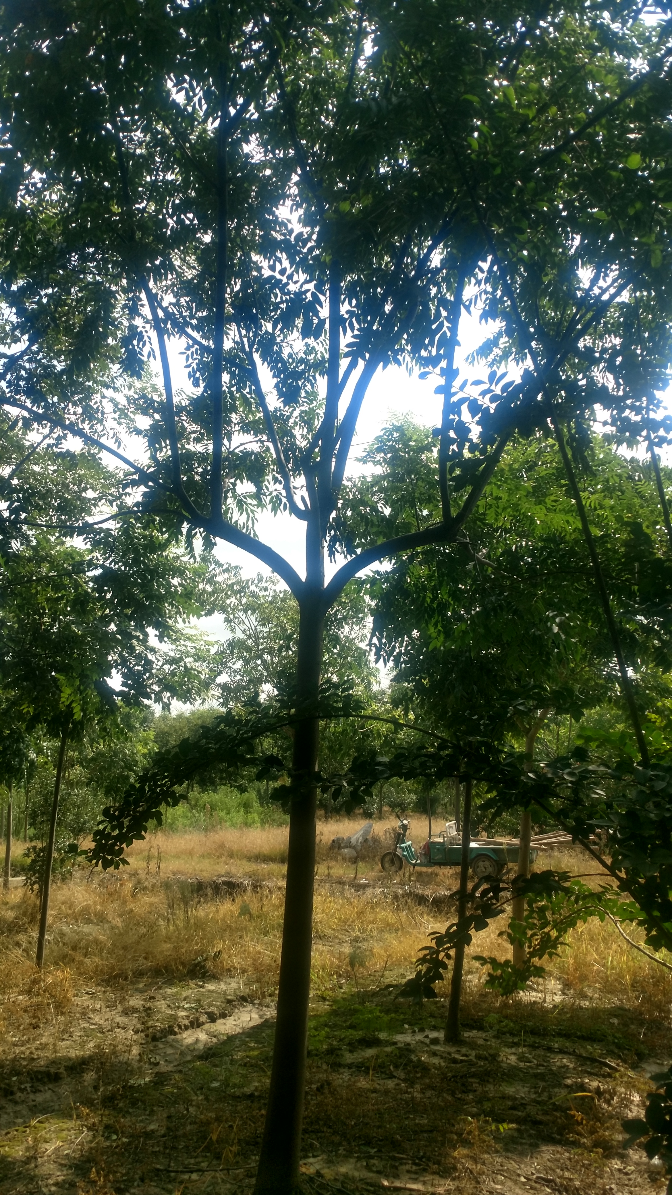 黄山栾树图片