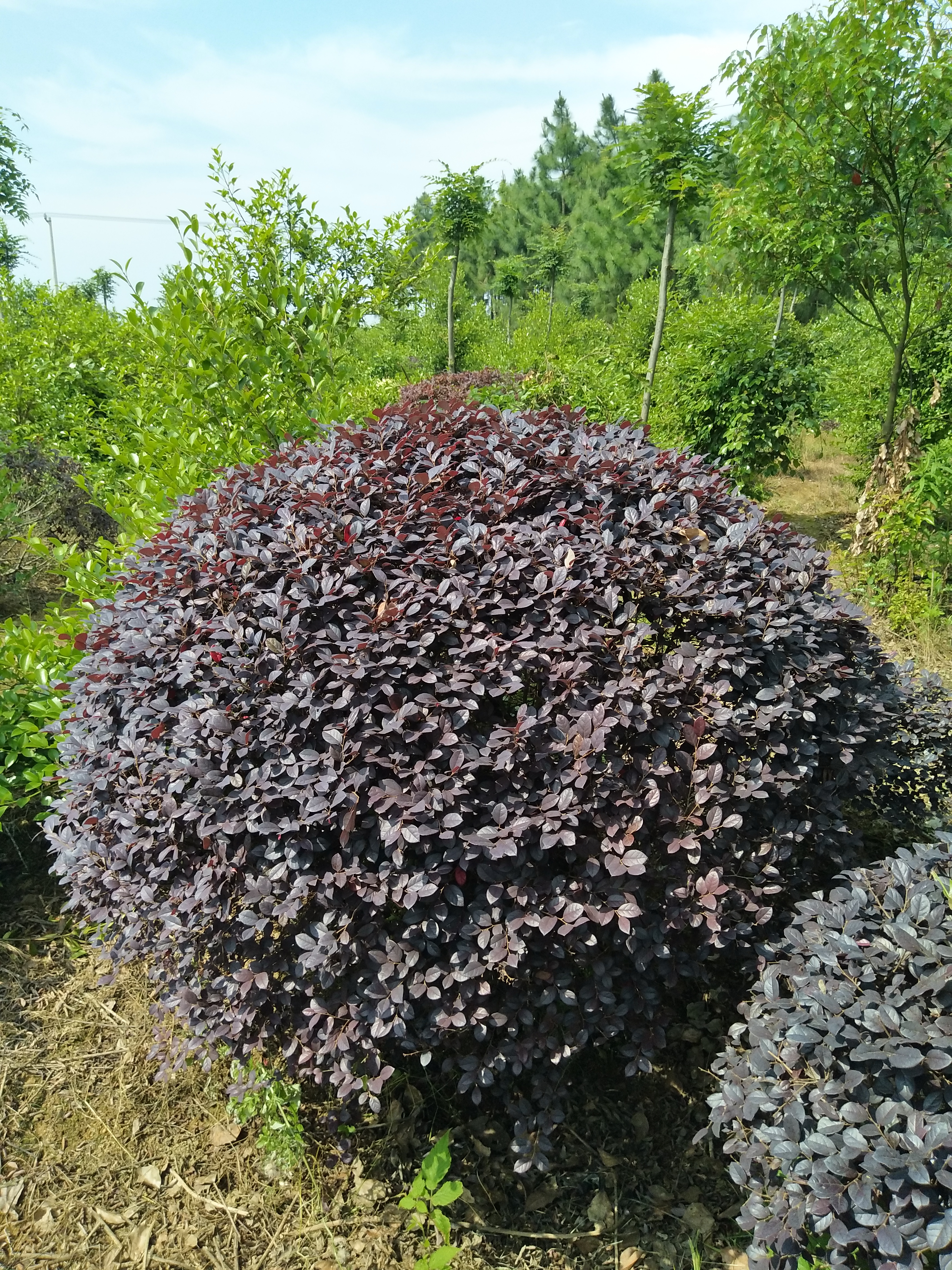 红花檵木图片