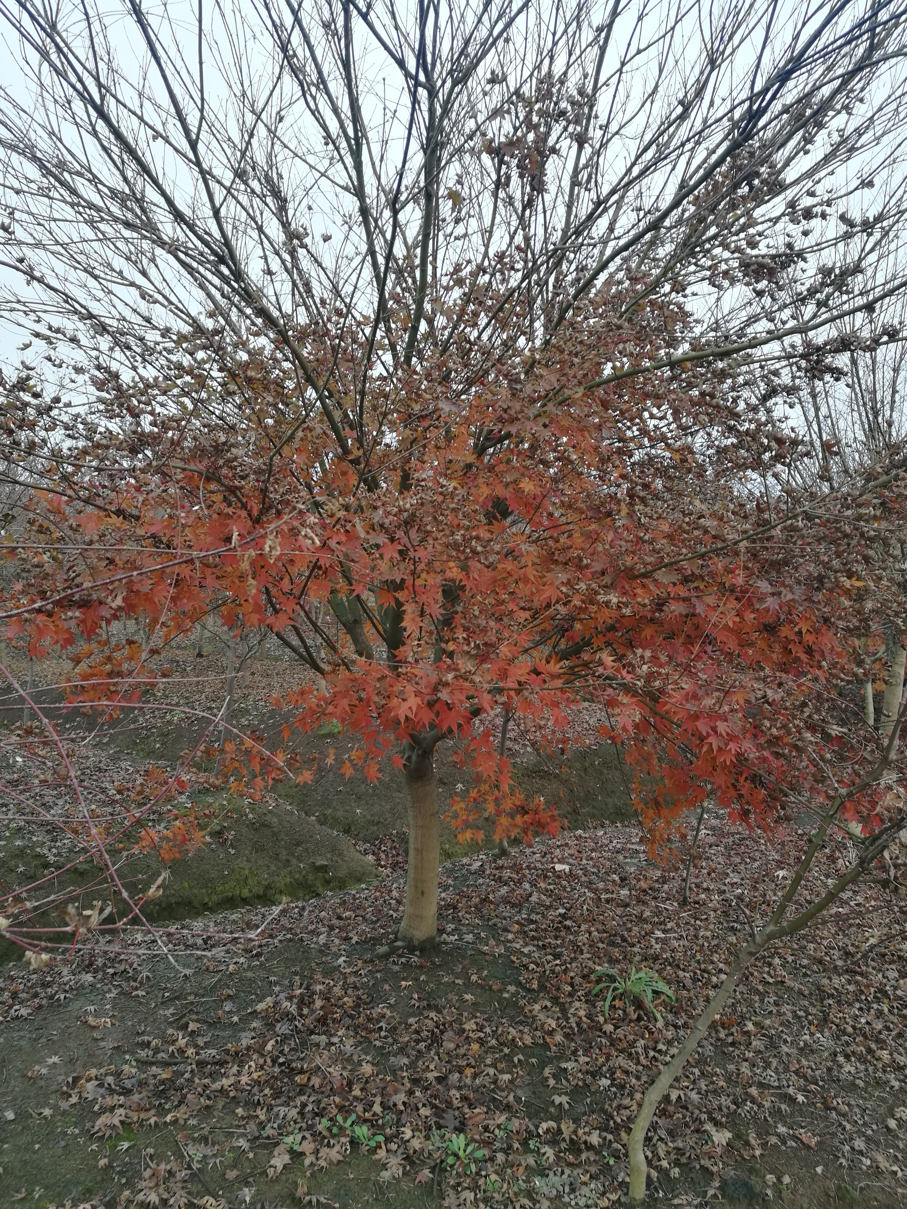 鸡爪槭图片