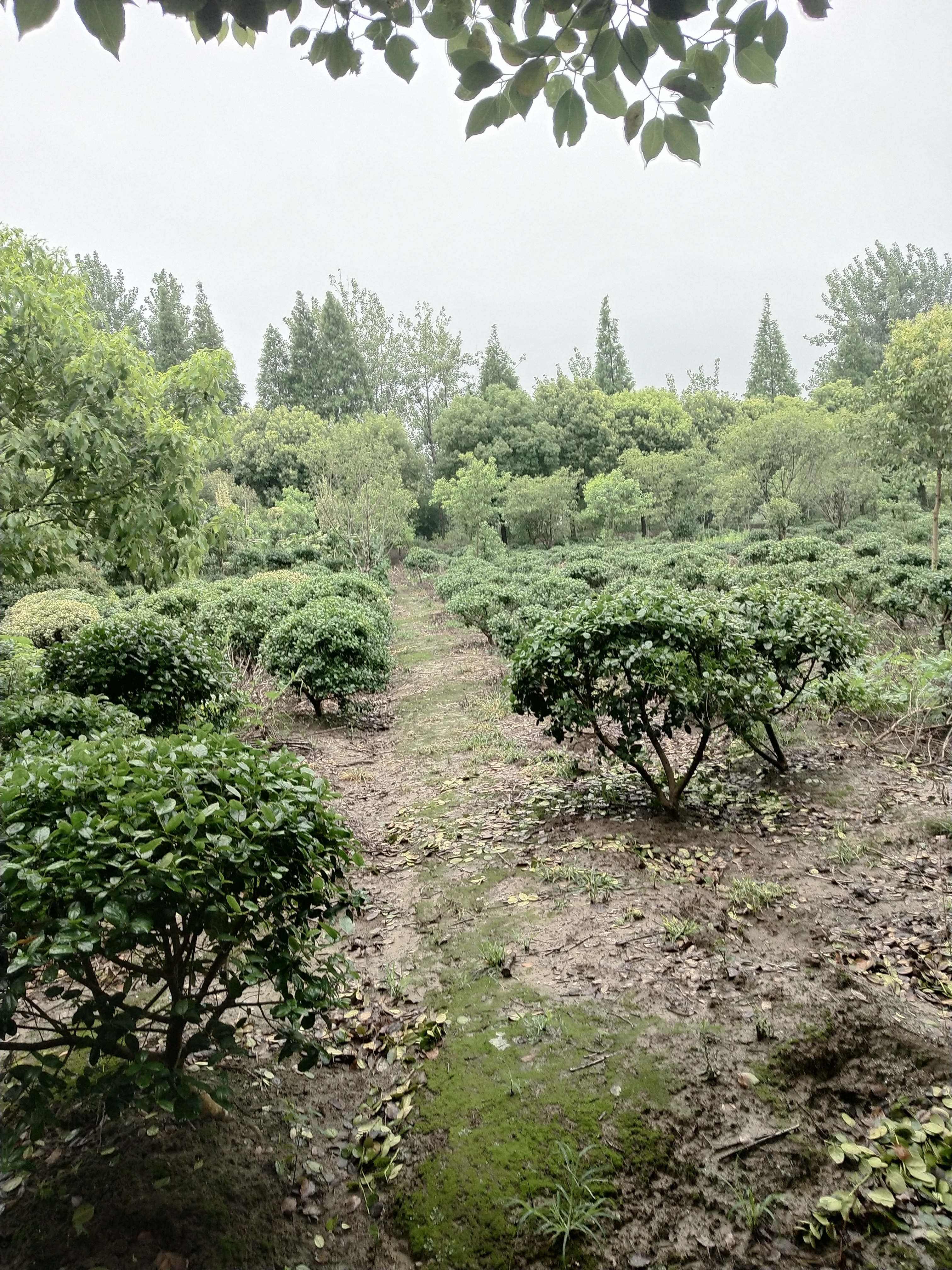 无刺构骨图片