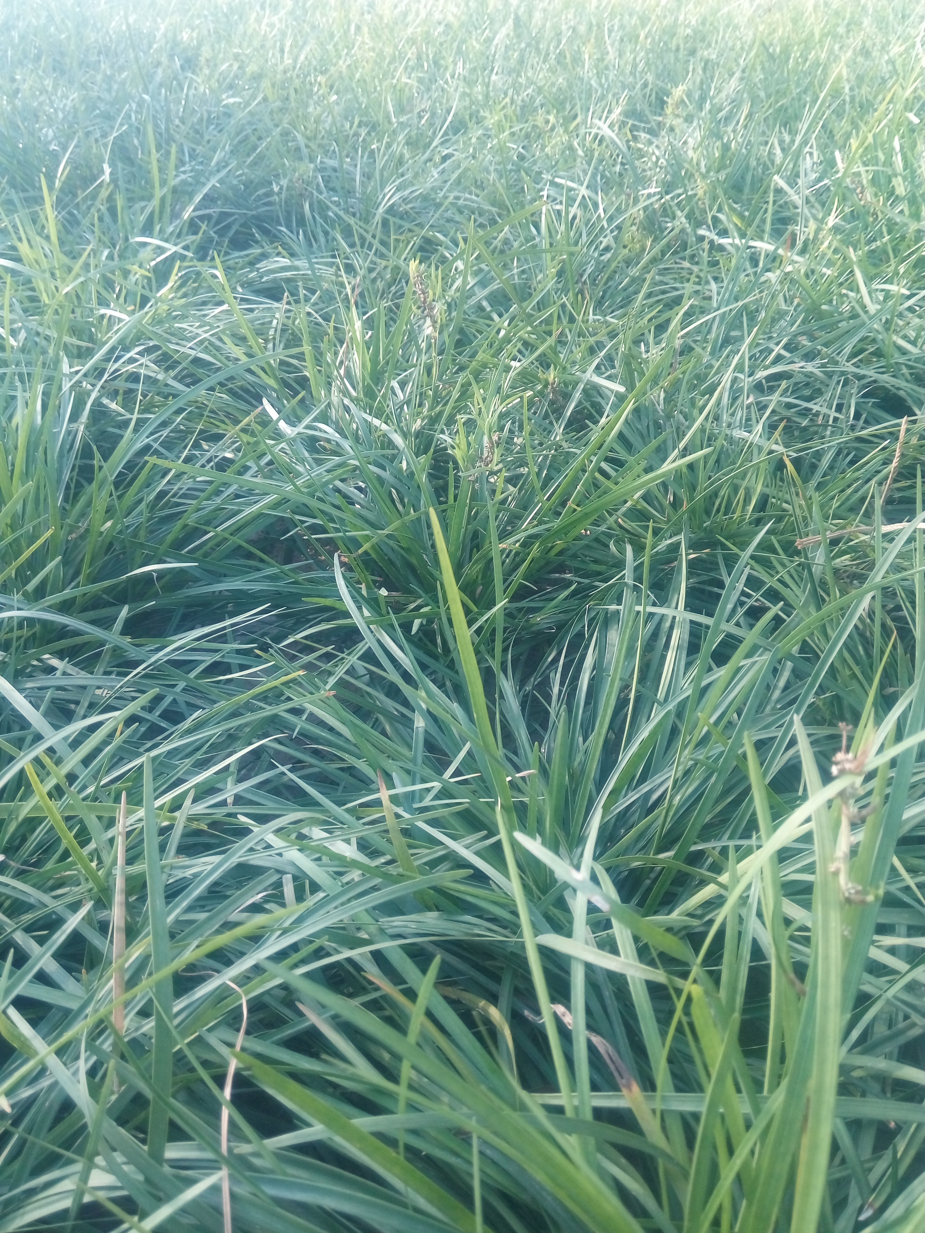 小叶麦冬草