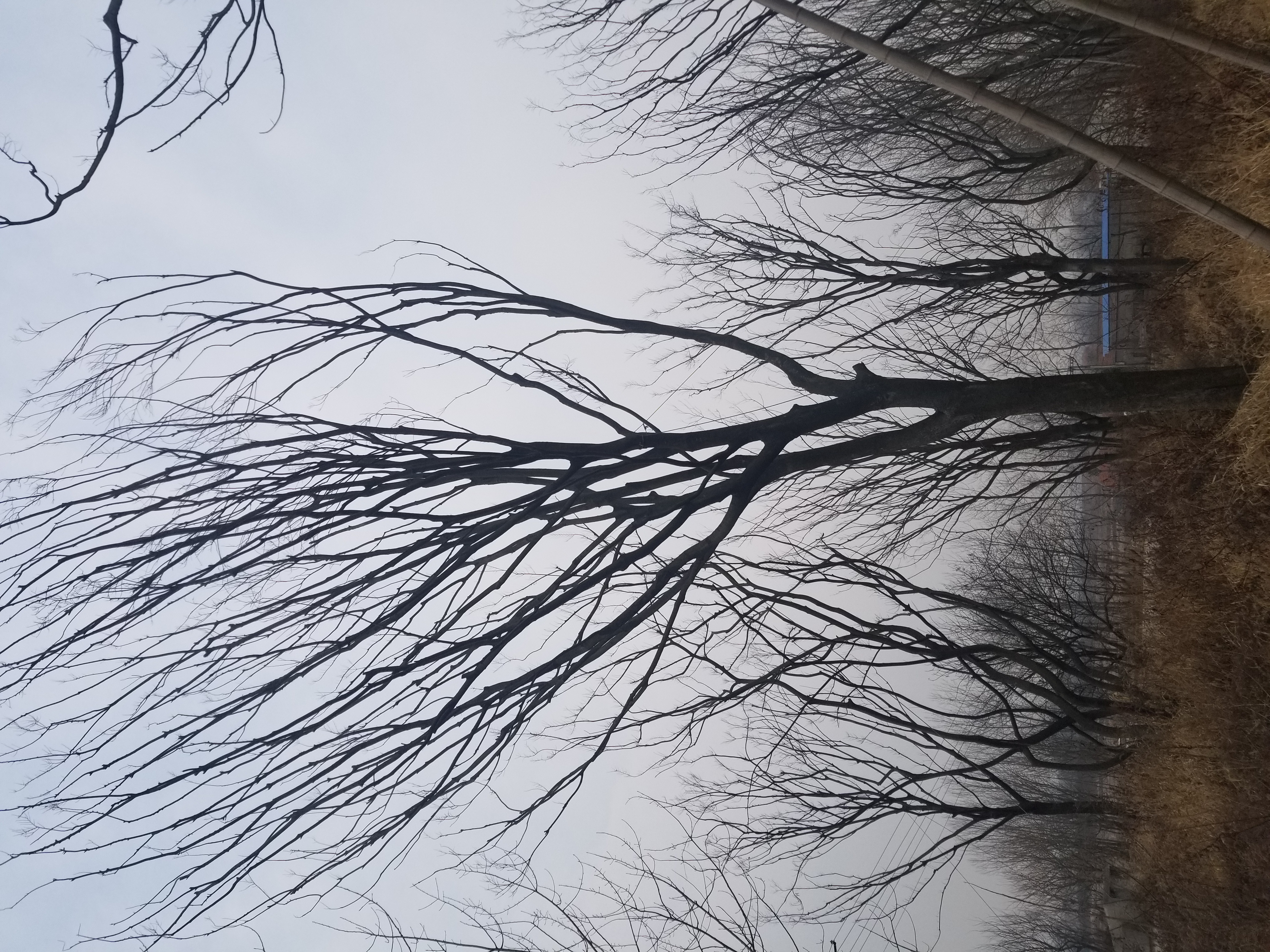 朴树图片