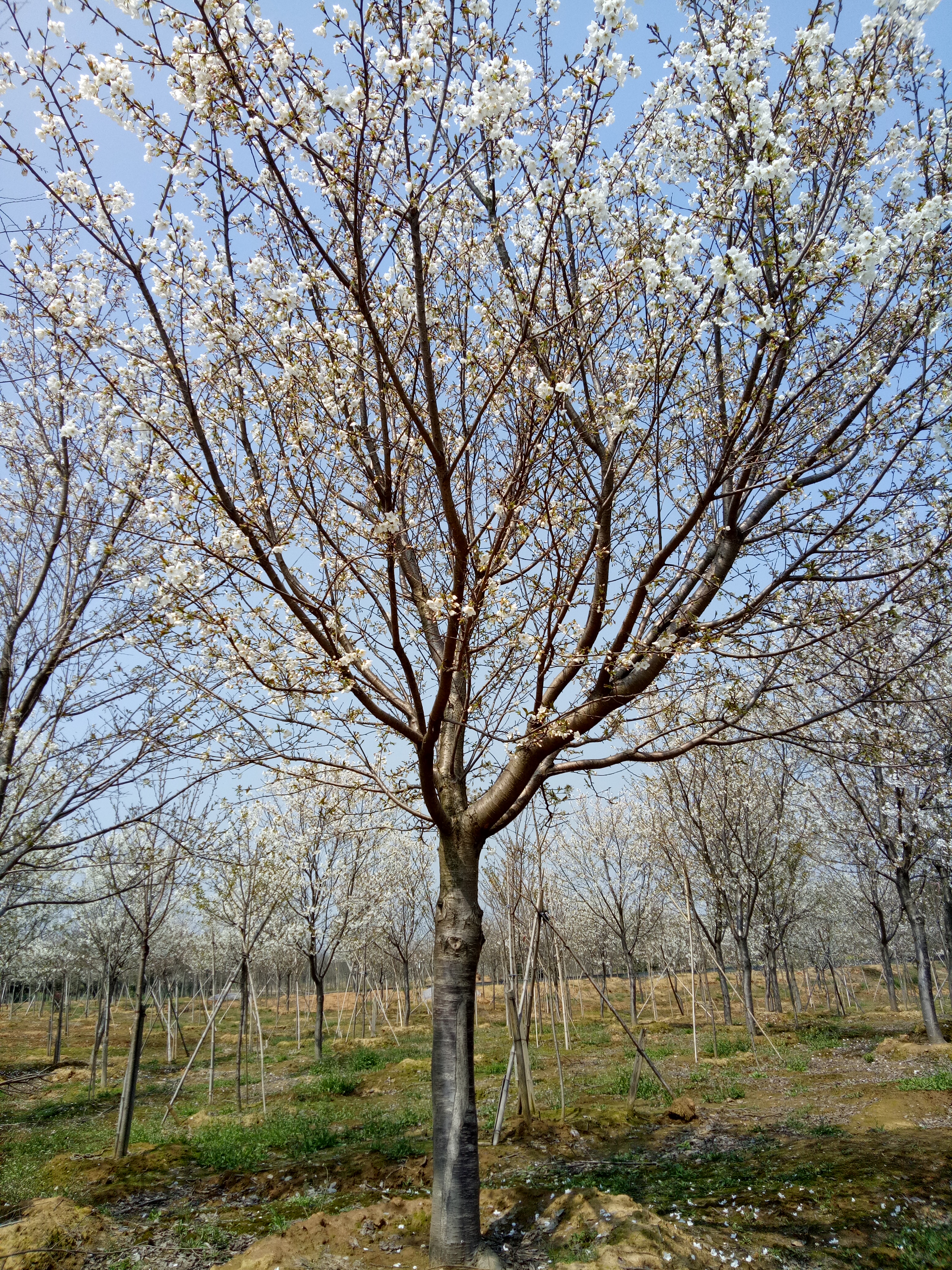 樱花图片
