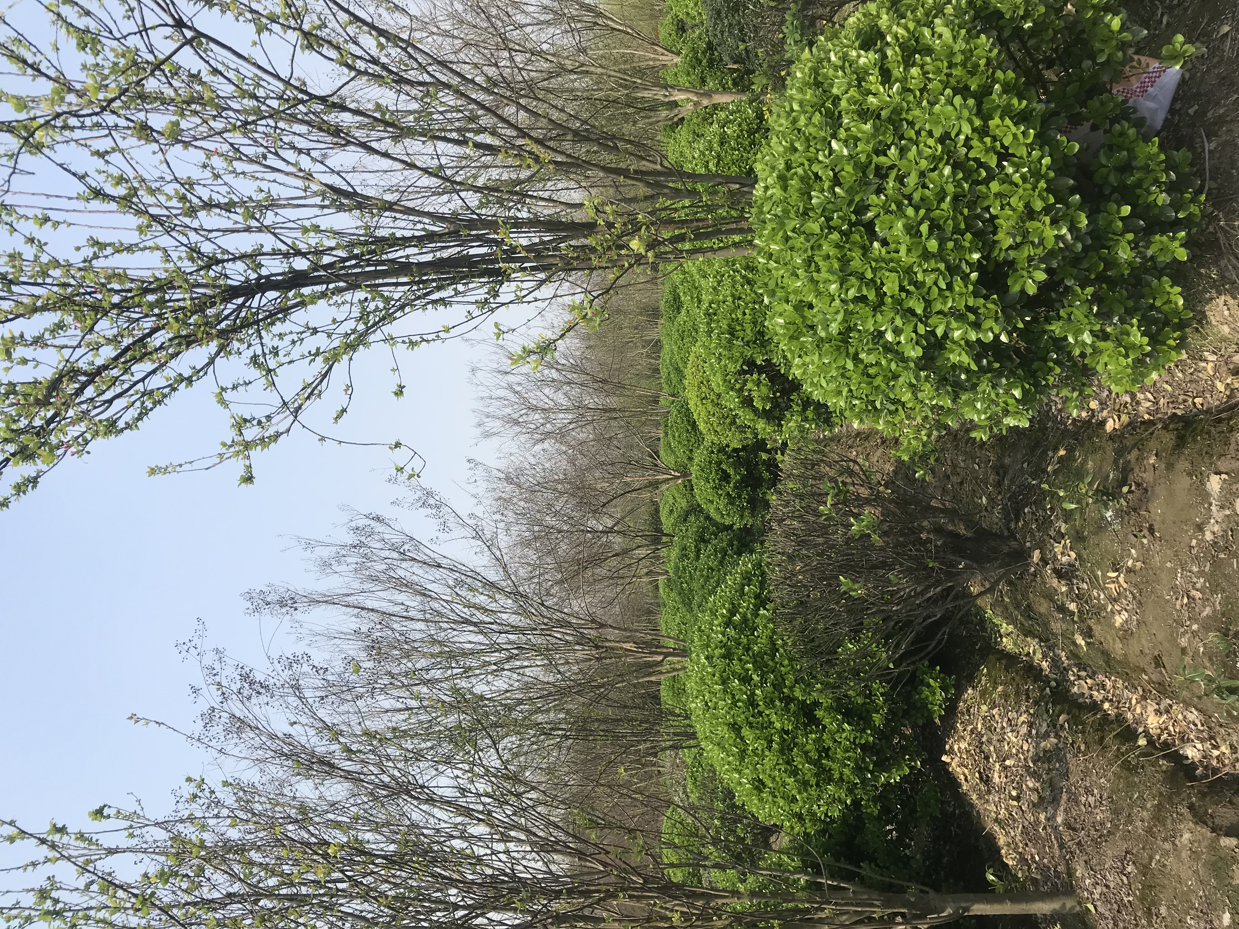 大叶黄杨图片