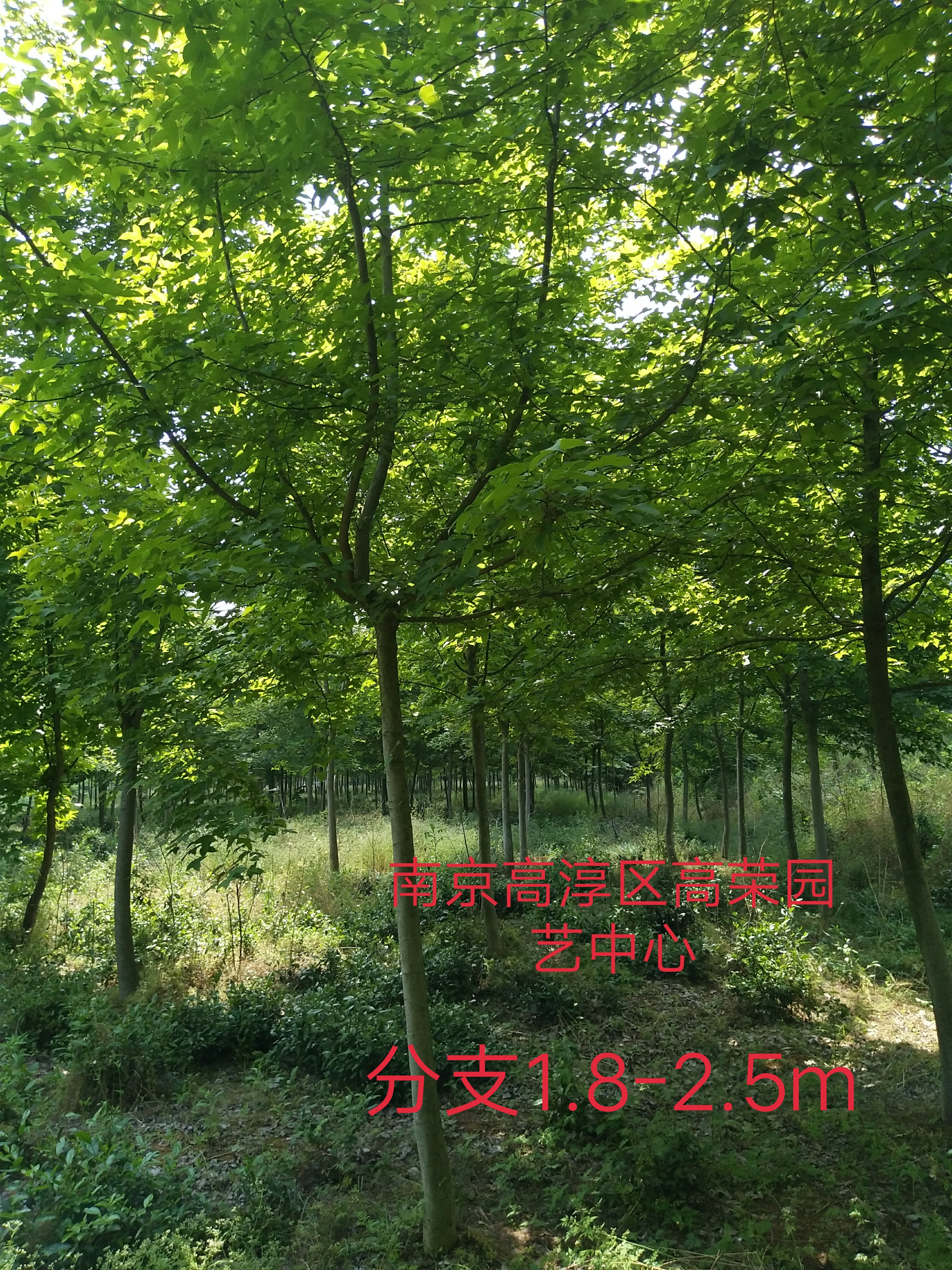 枫香图片
