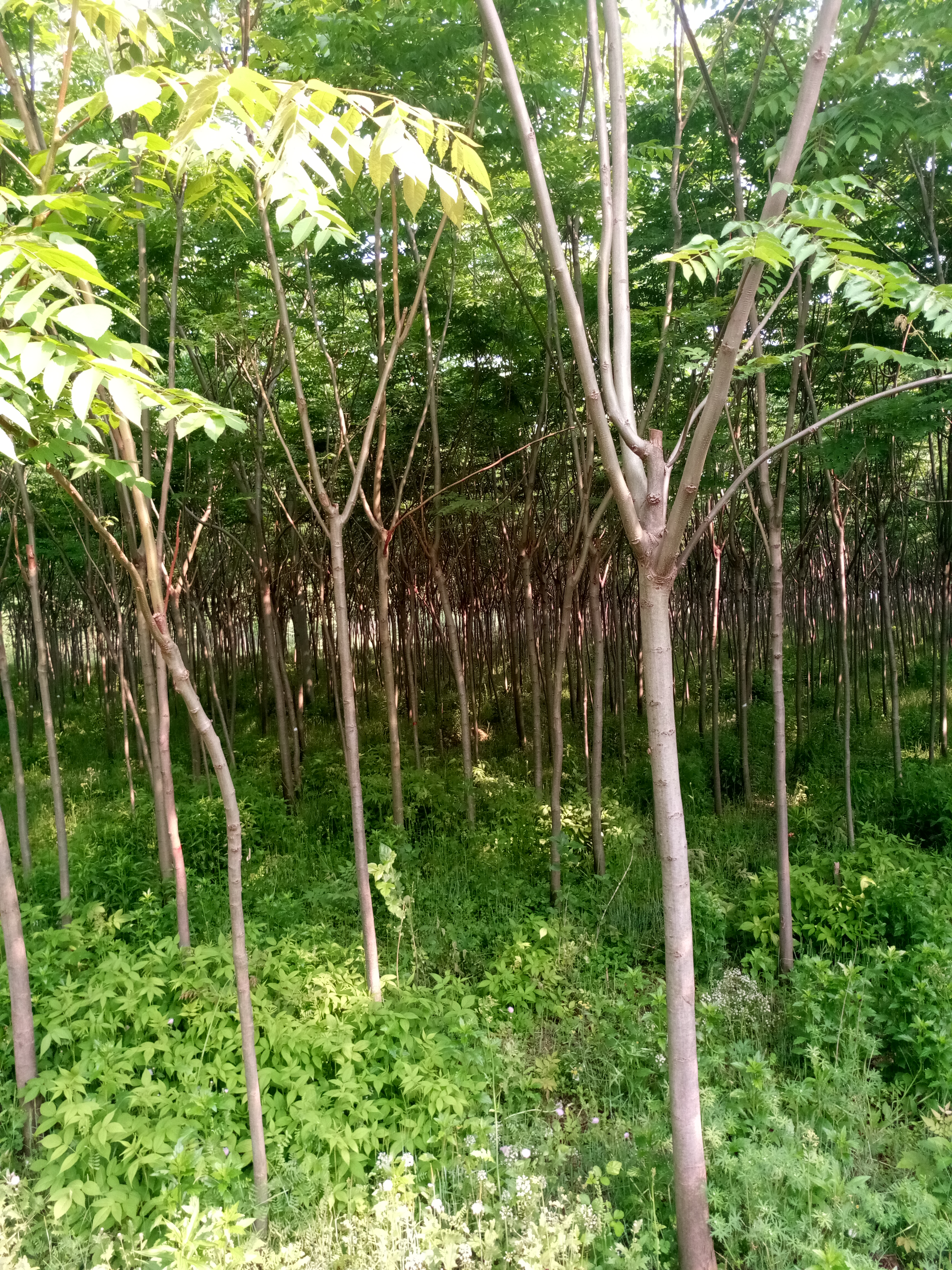 黄山栾树图片