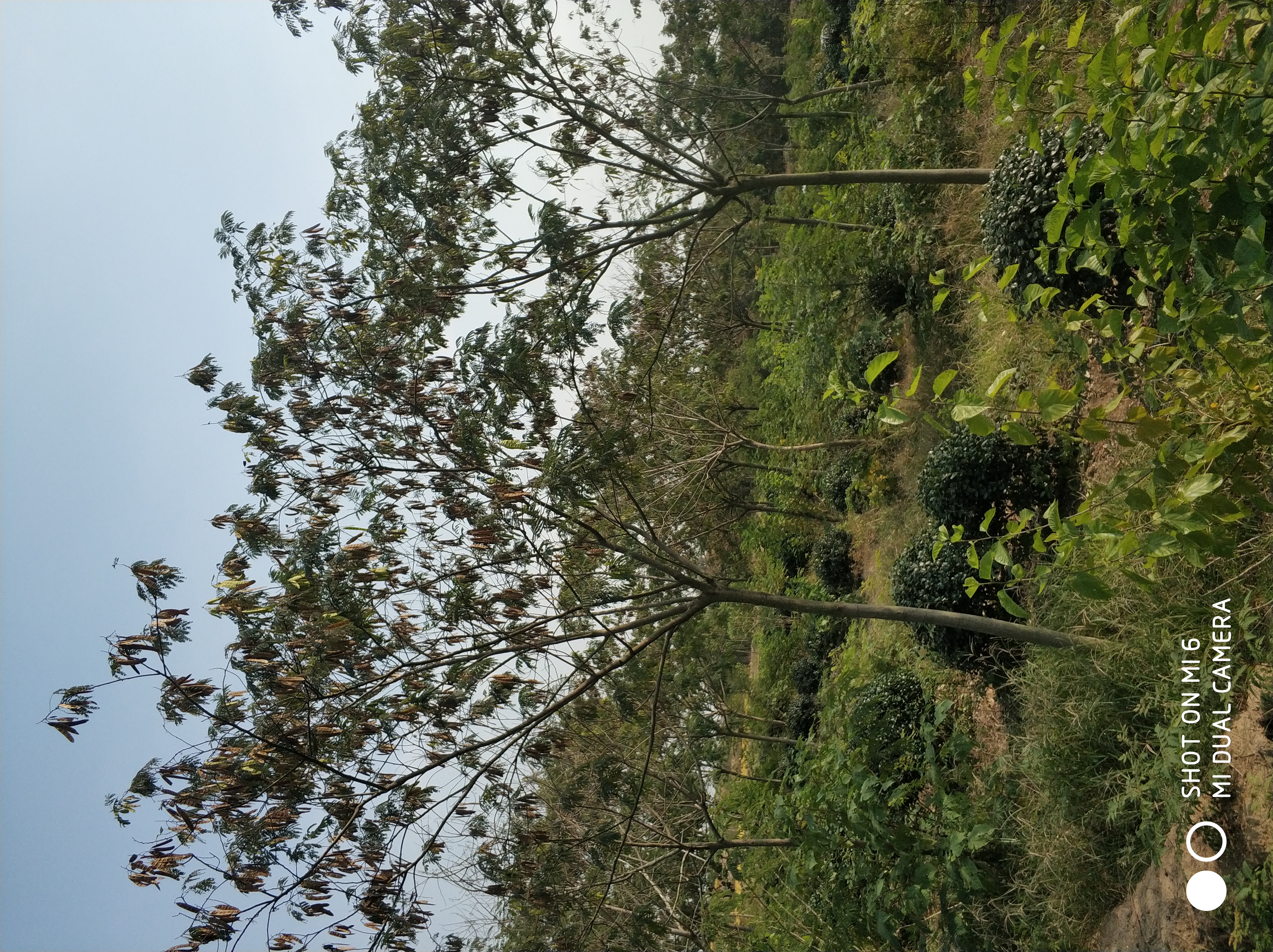 合欢图片