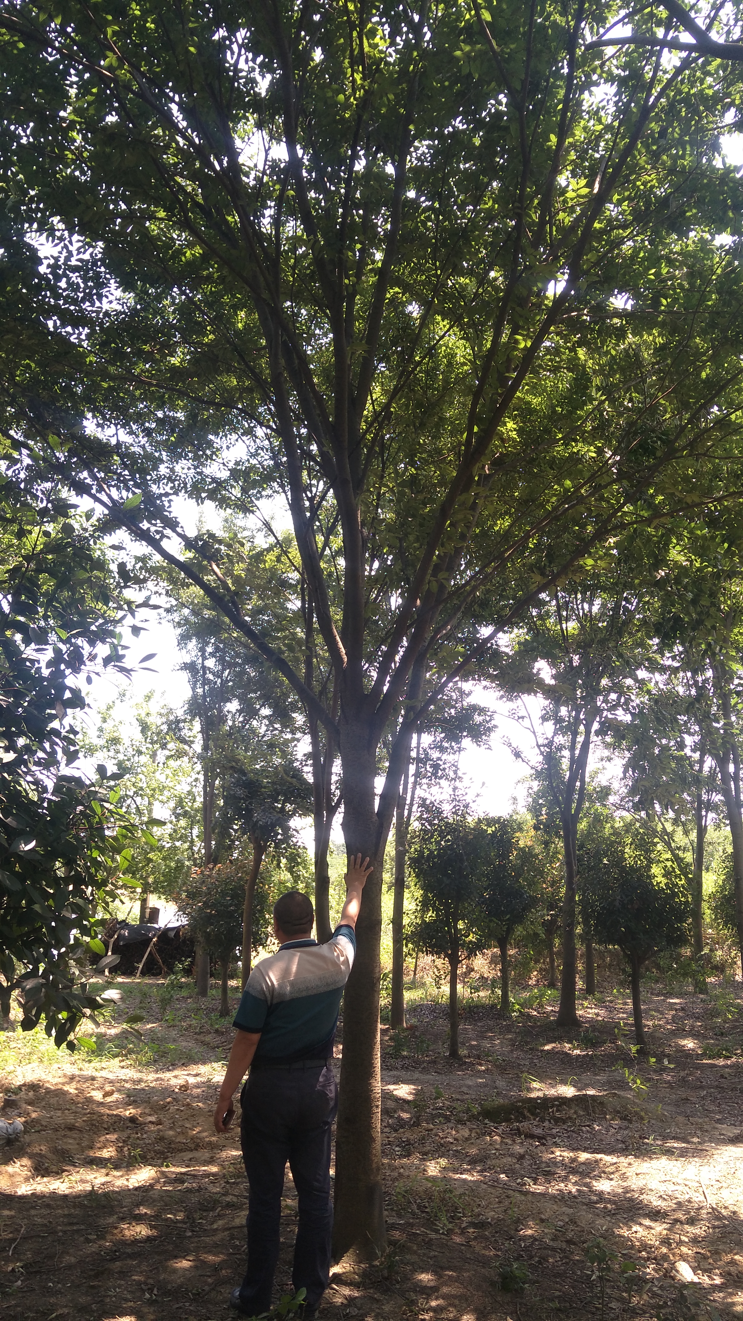 红榉树图片