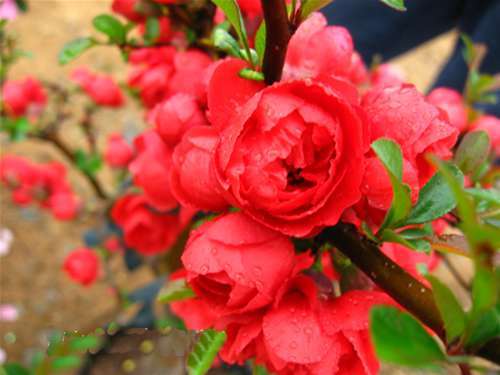 冬红海棠图片