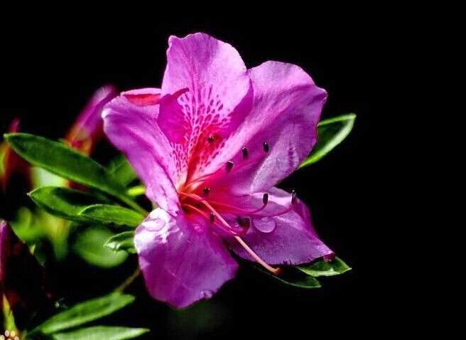紫鹃图片