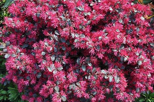红花檵木图片