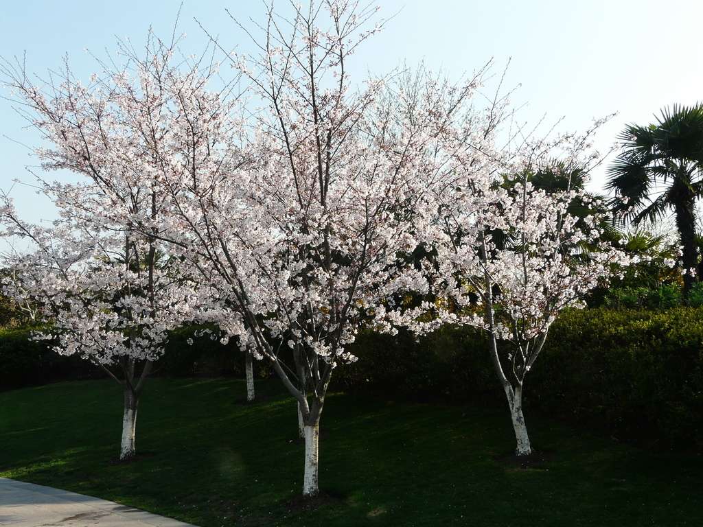 日本早樱_地径5cm_价格35元_夏溪花木网_夏溪花木市场官网