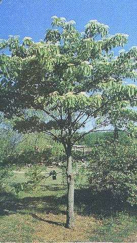 灯台树图片