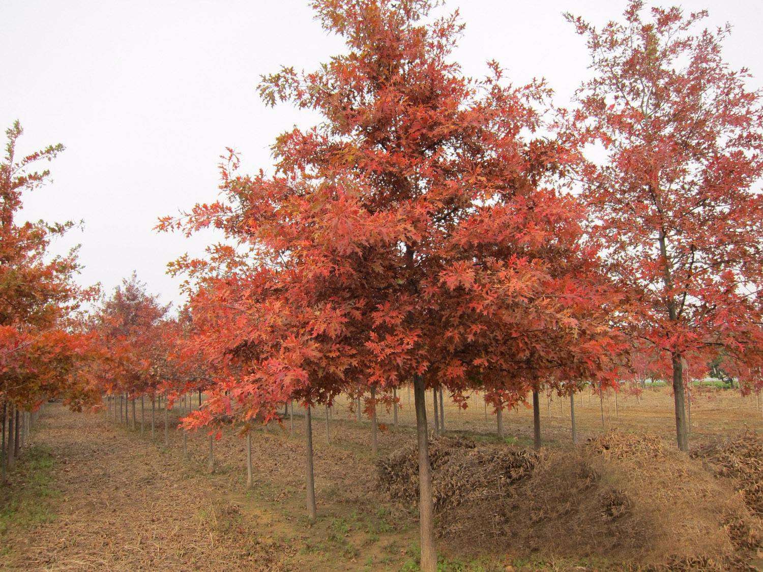 北美红栎图片
