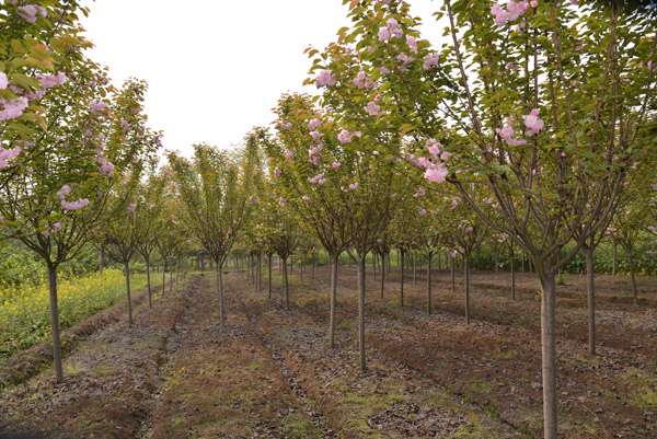 首页 全部苗木 灌木 樱花 价 格$780点 击 量:256 苗木规格