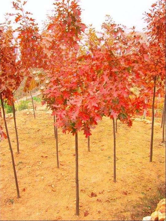 欧洲红栎图片