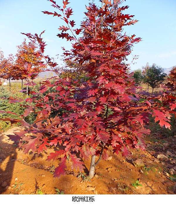 欧洲红栎图片
