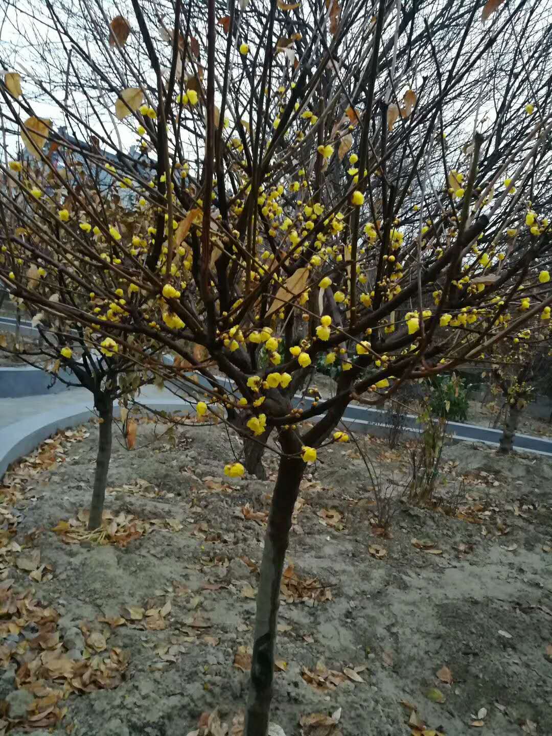 腊梅_腊梅价格_最新腊梅批发报价 夏溪花木网 全国最大的苗木在线