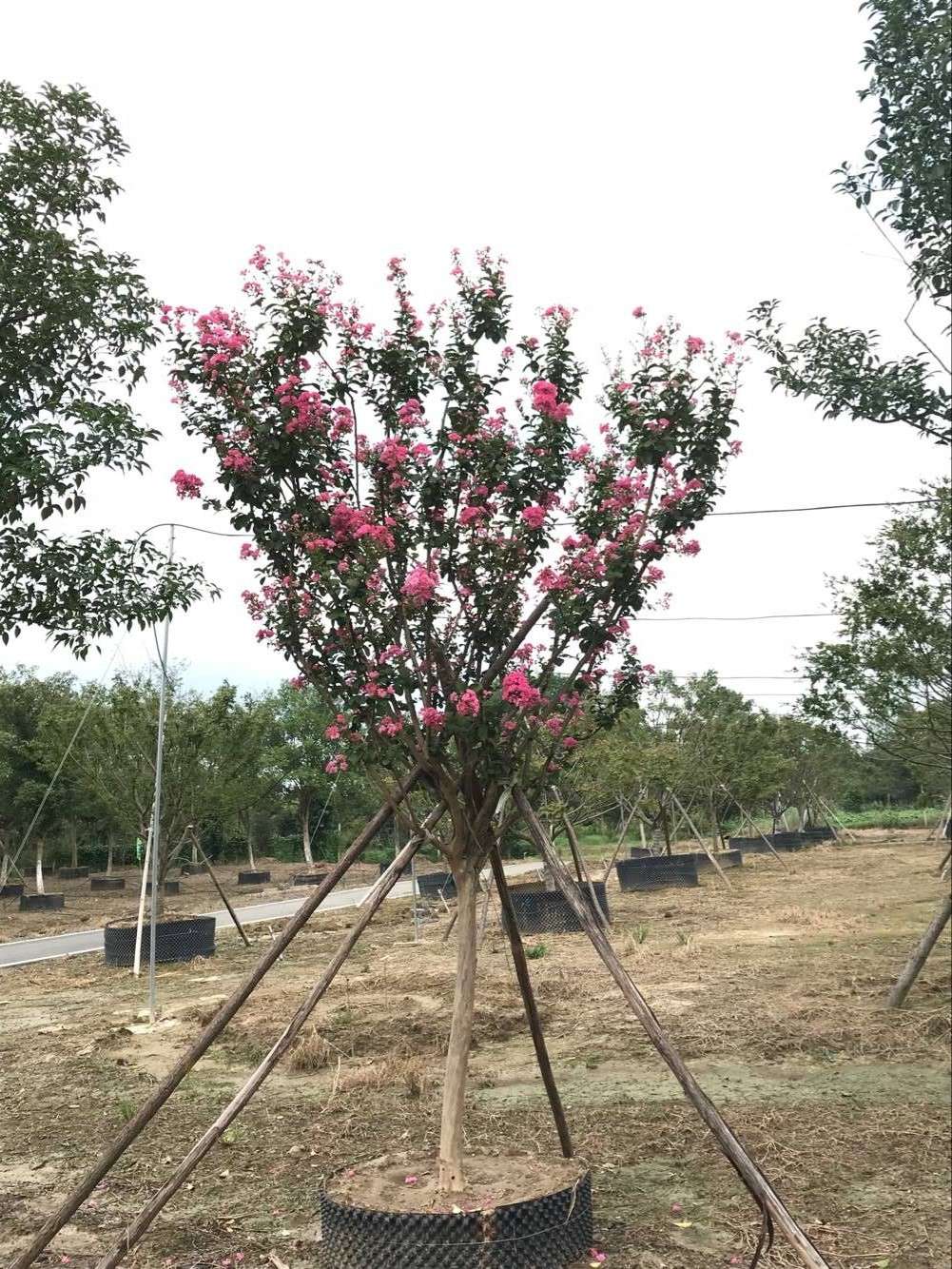 速生紫薇_胸径6cm_价格55元_夏溪花木网_夏溪花木市场官网