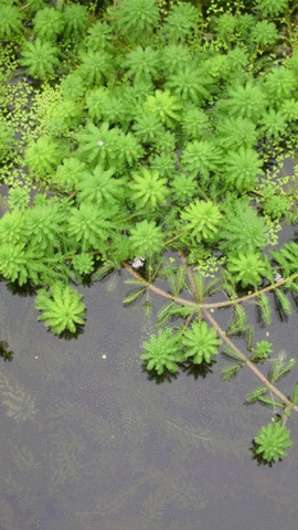 粉绿狐尾藻图片