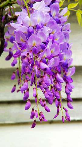 紫藤图片