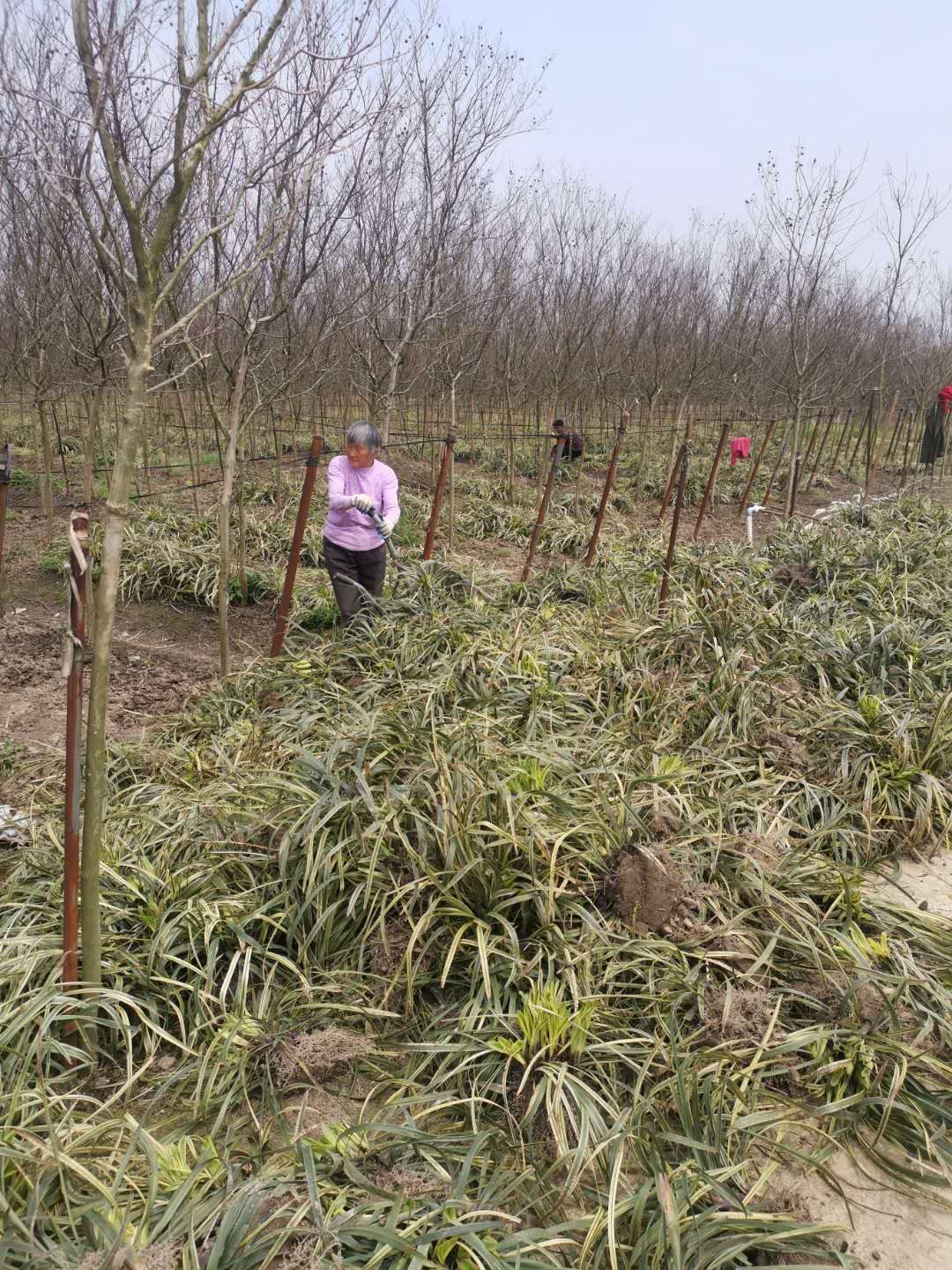 金边麦冬图片