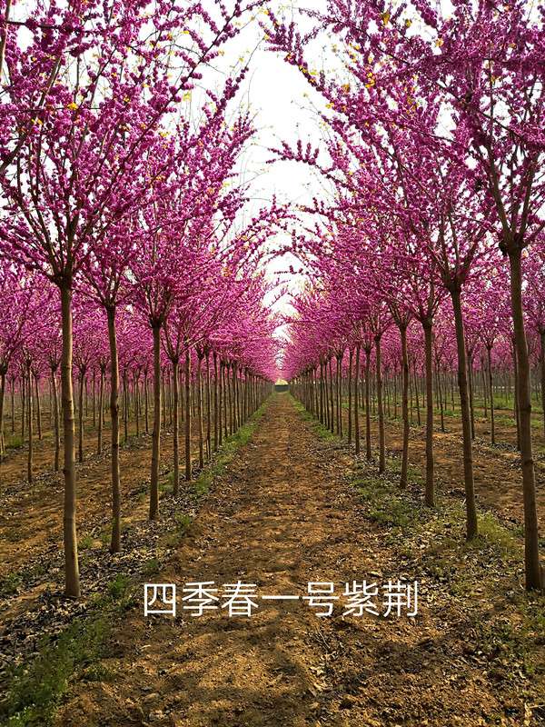 四季春一号紫荆图片