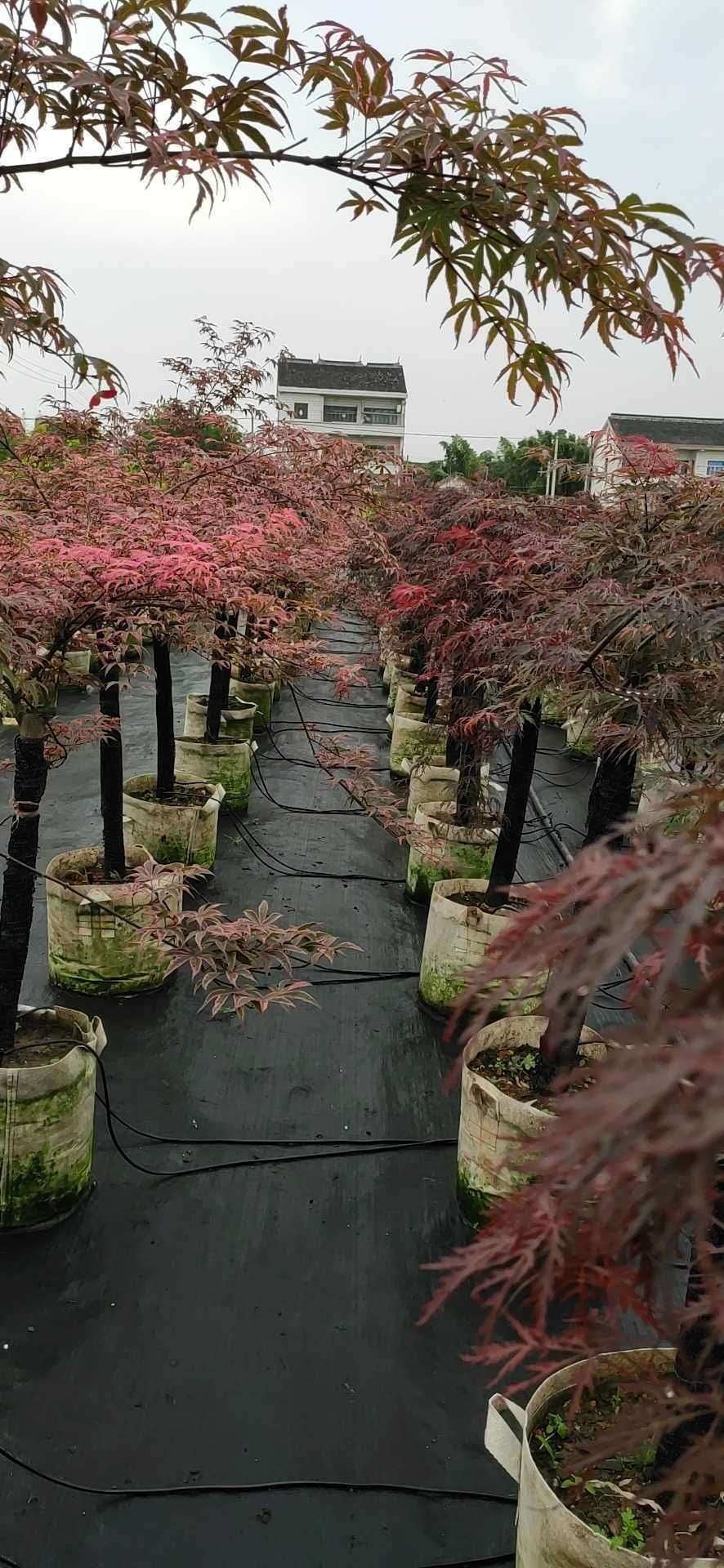 日本红枫（希拉蕊）图片