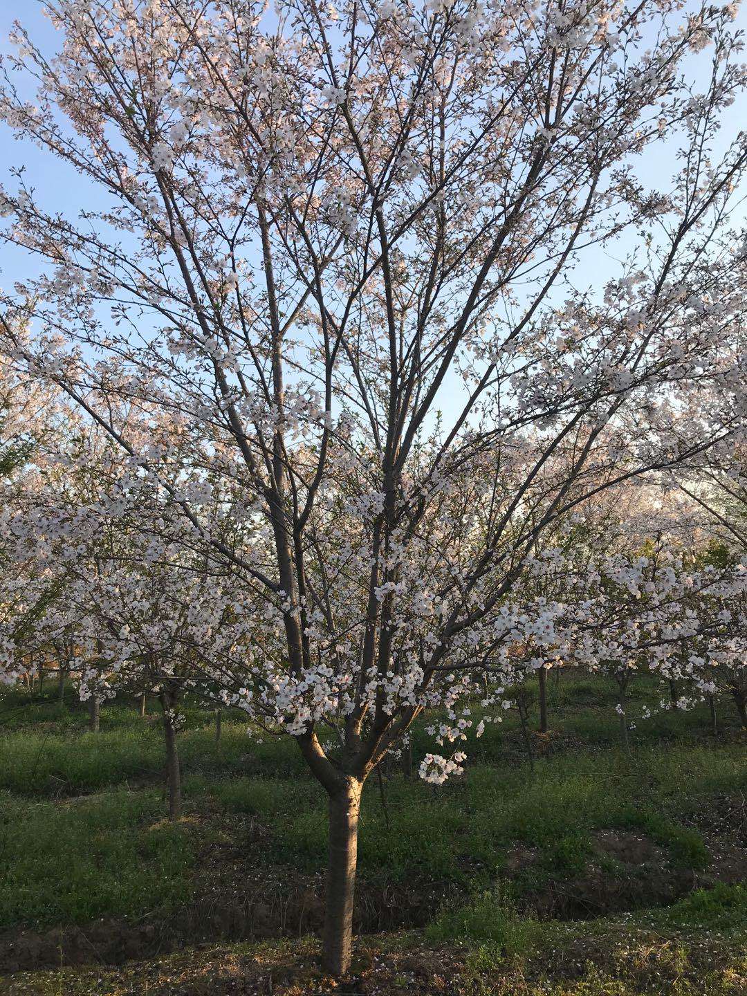 日本早樱_地径10cm_价格370元_夏溪花木网_夏溪花木市场官网