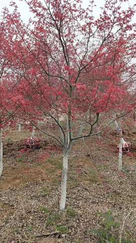 日本红枫图片