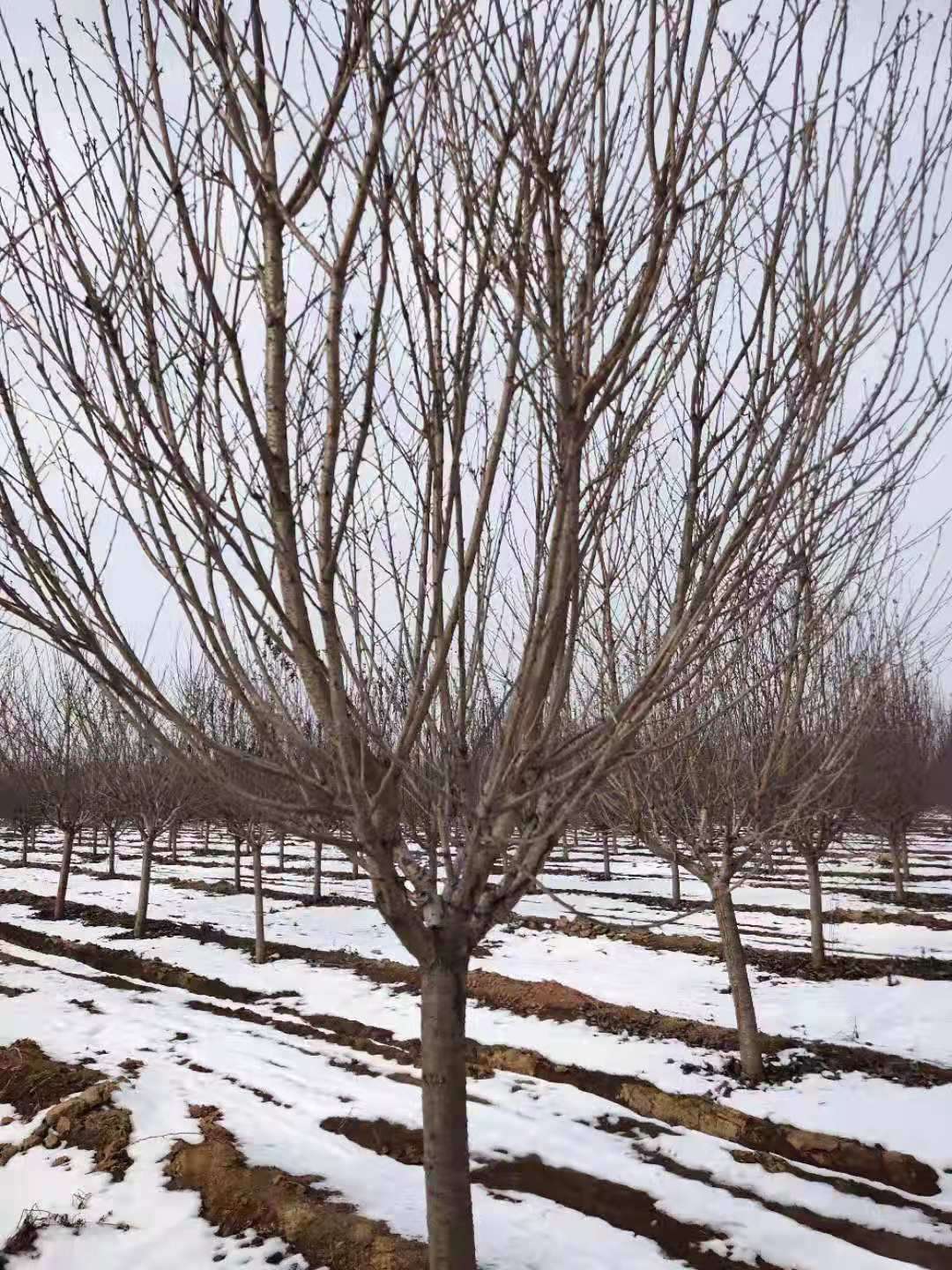 樱花图片