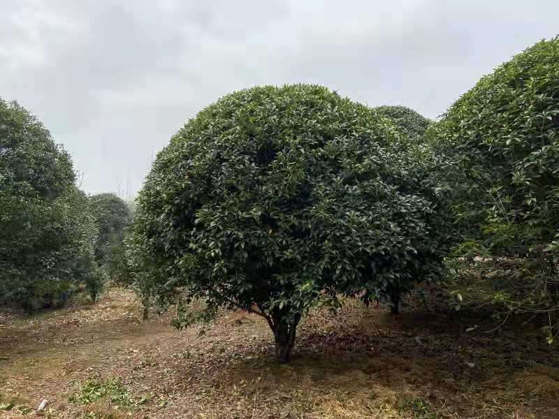 桂花图片